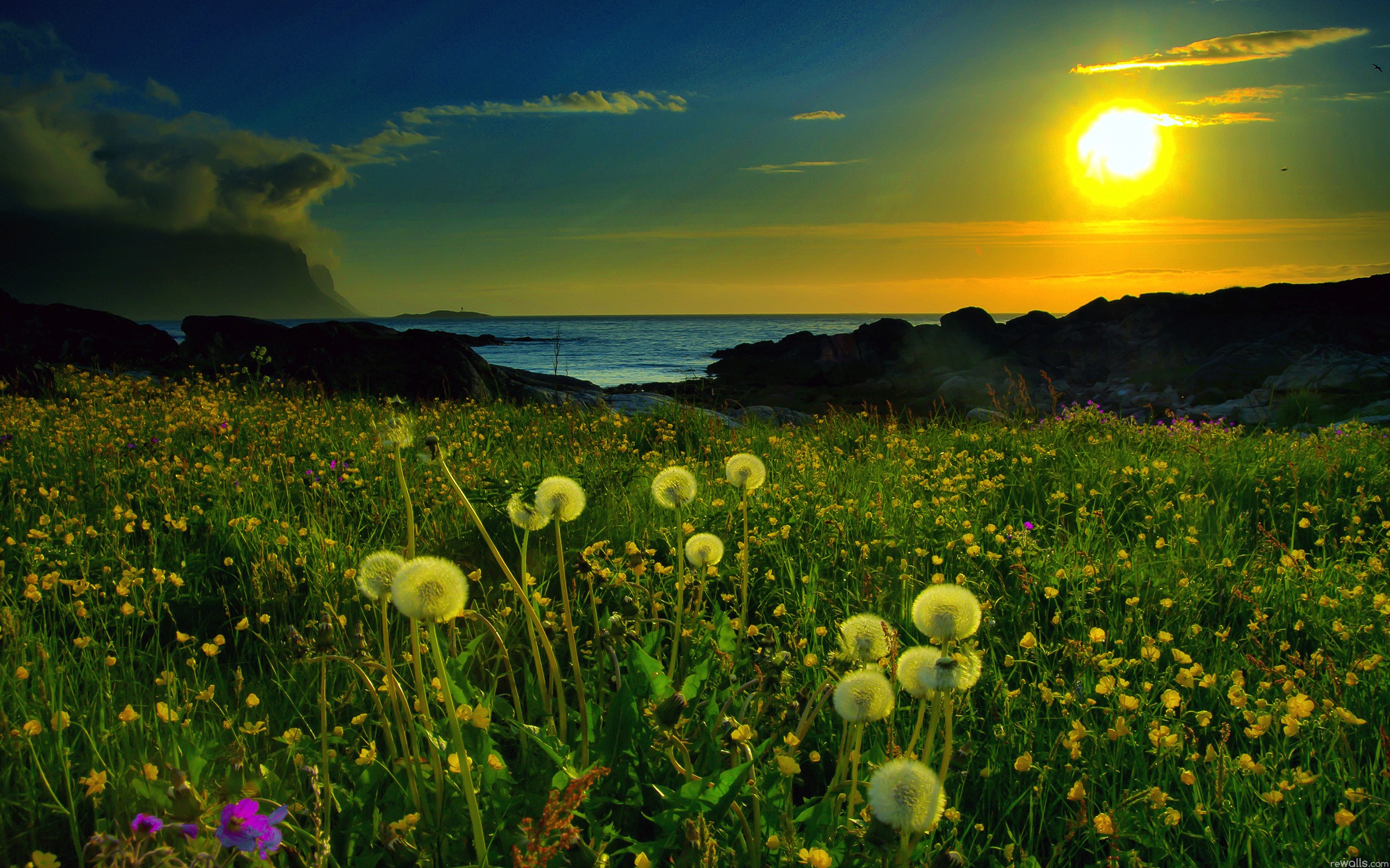 Field of dandelions by the sea at sunset HD Wallpaper