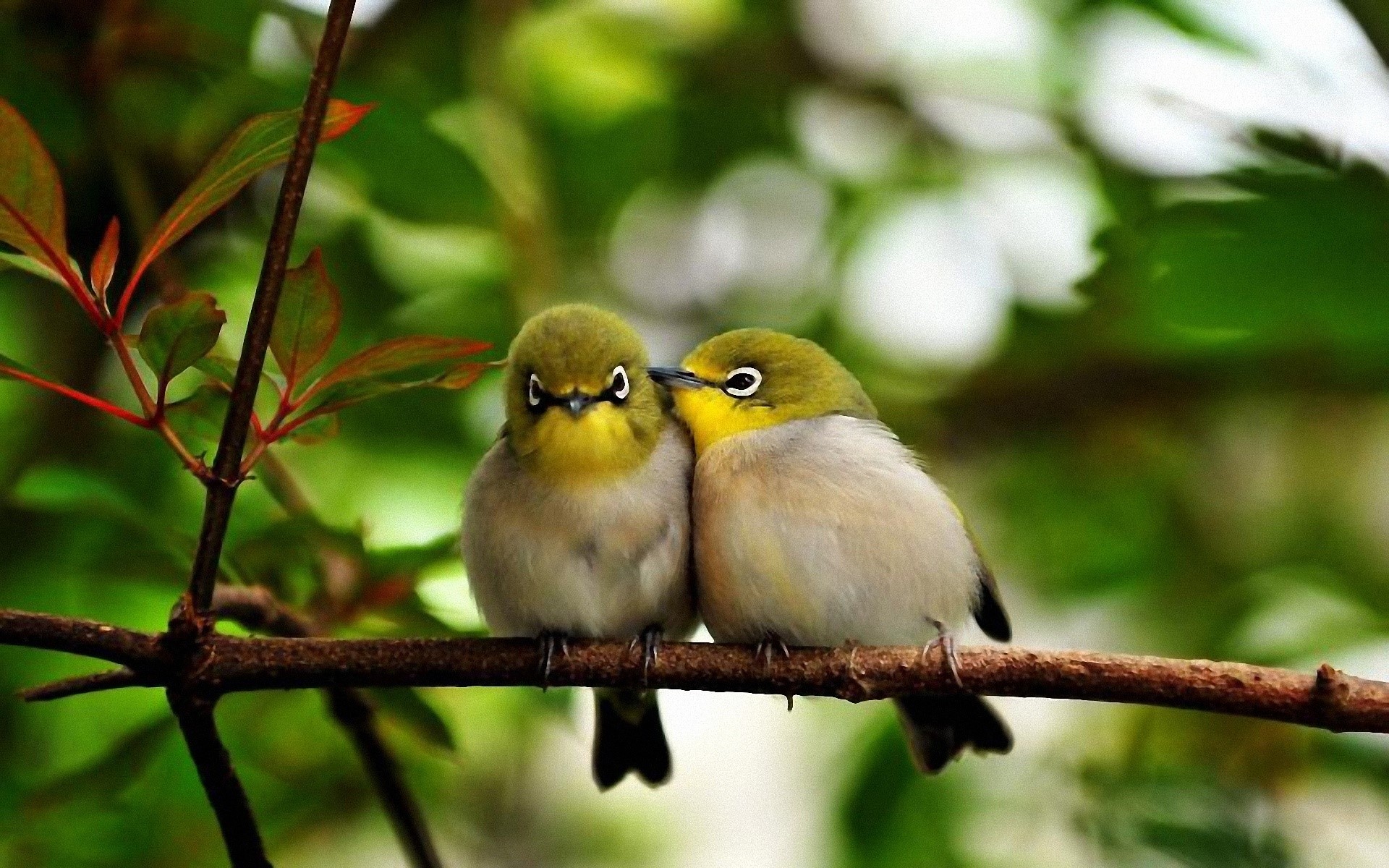 Two Japanese White-eye birds on a branch HD Wallpaper