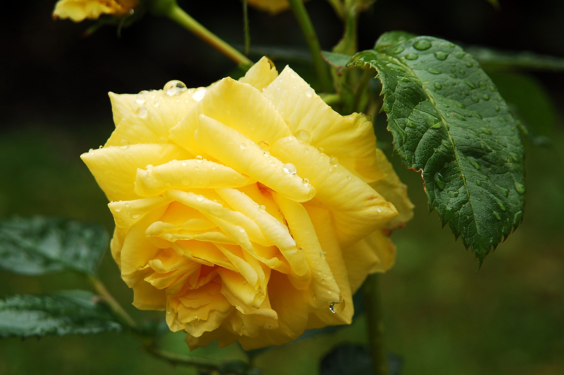 Yellow rose with water droplets HD Wallpaper
