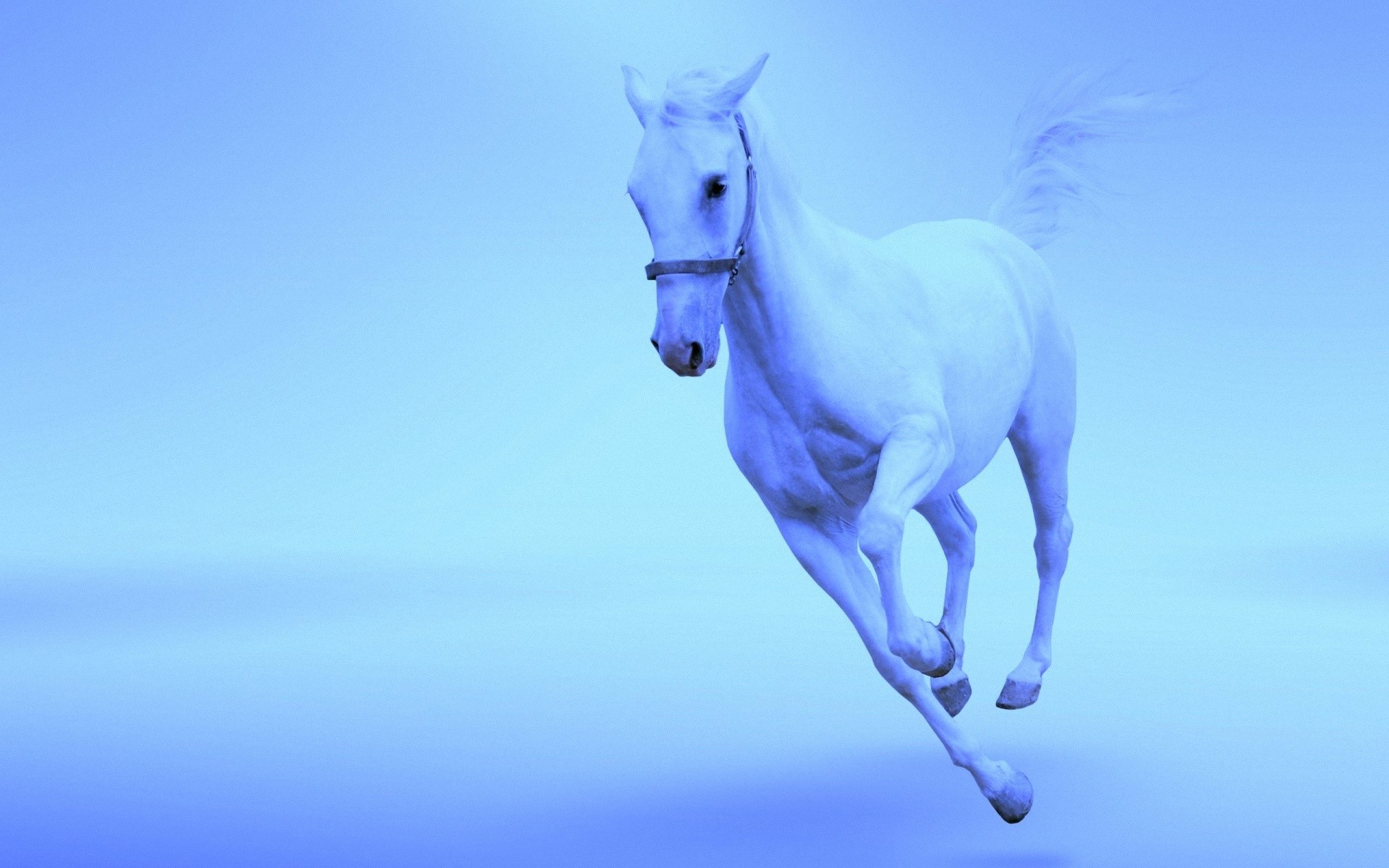 A white horse running HD Wallpaper