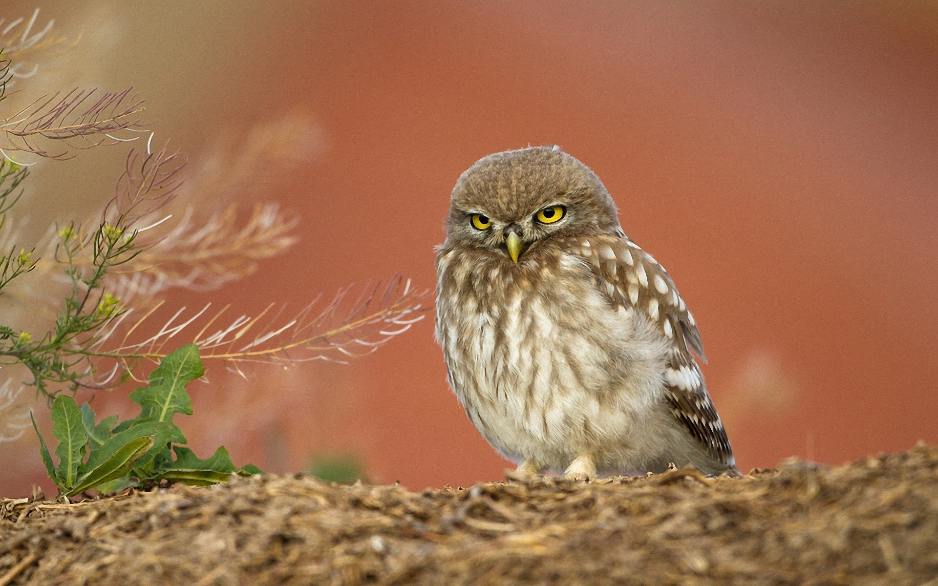Little owl with yellow eyes on a dirt mound HD Wallpaper