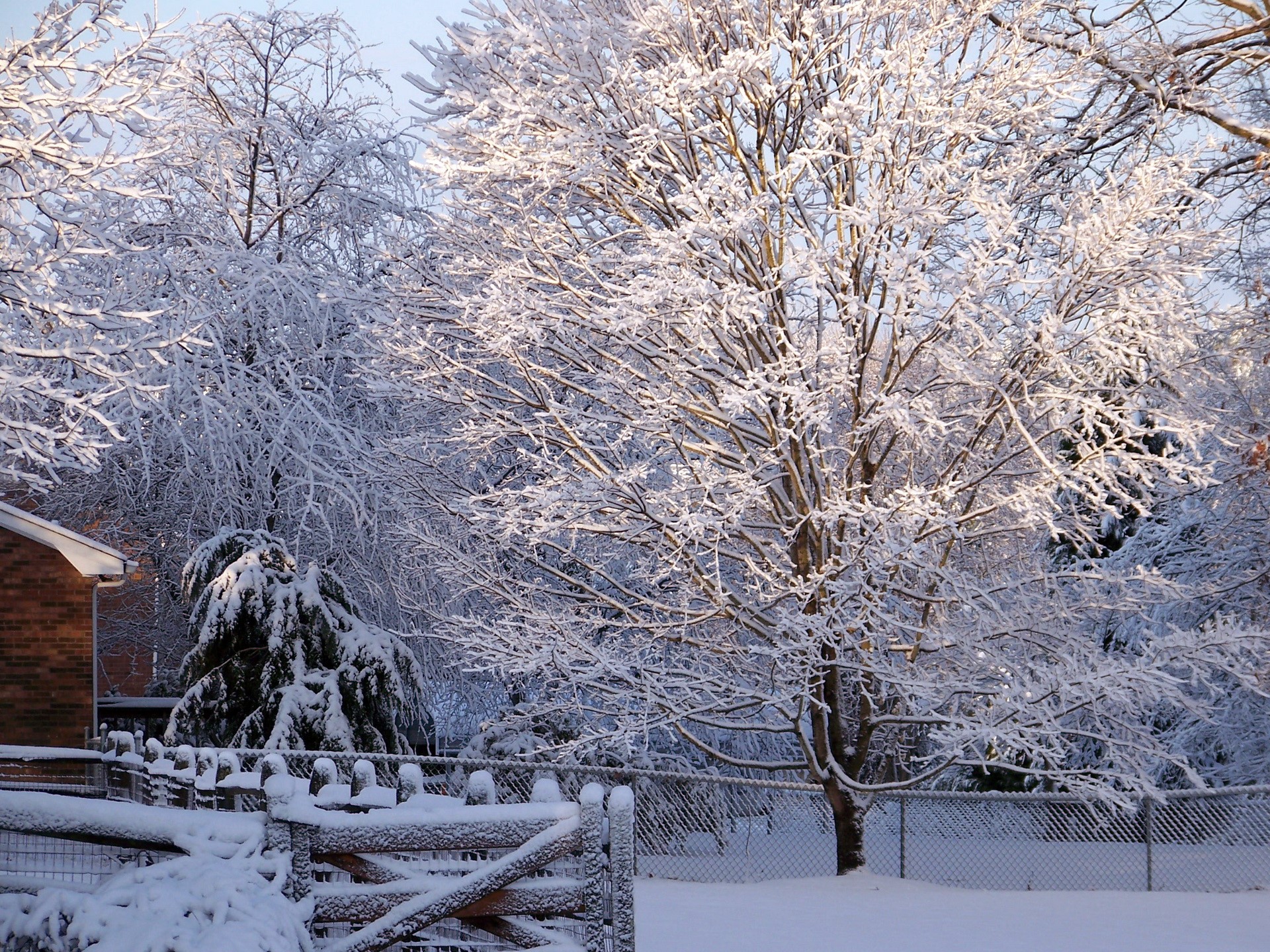 Snow covered trees and fence in winter HD Wallpaper