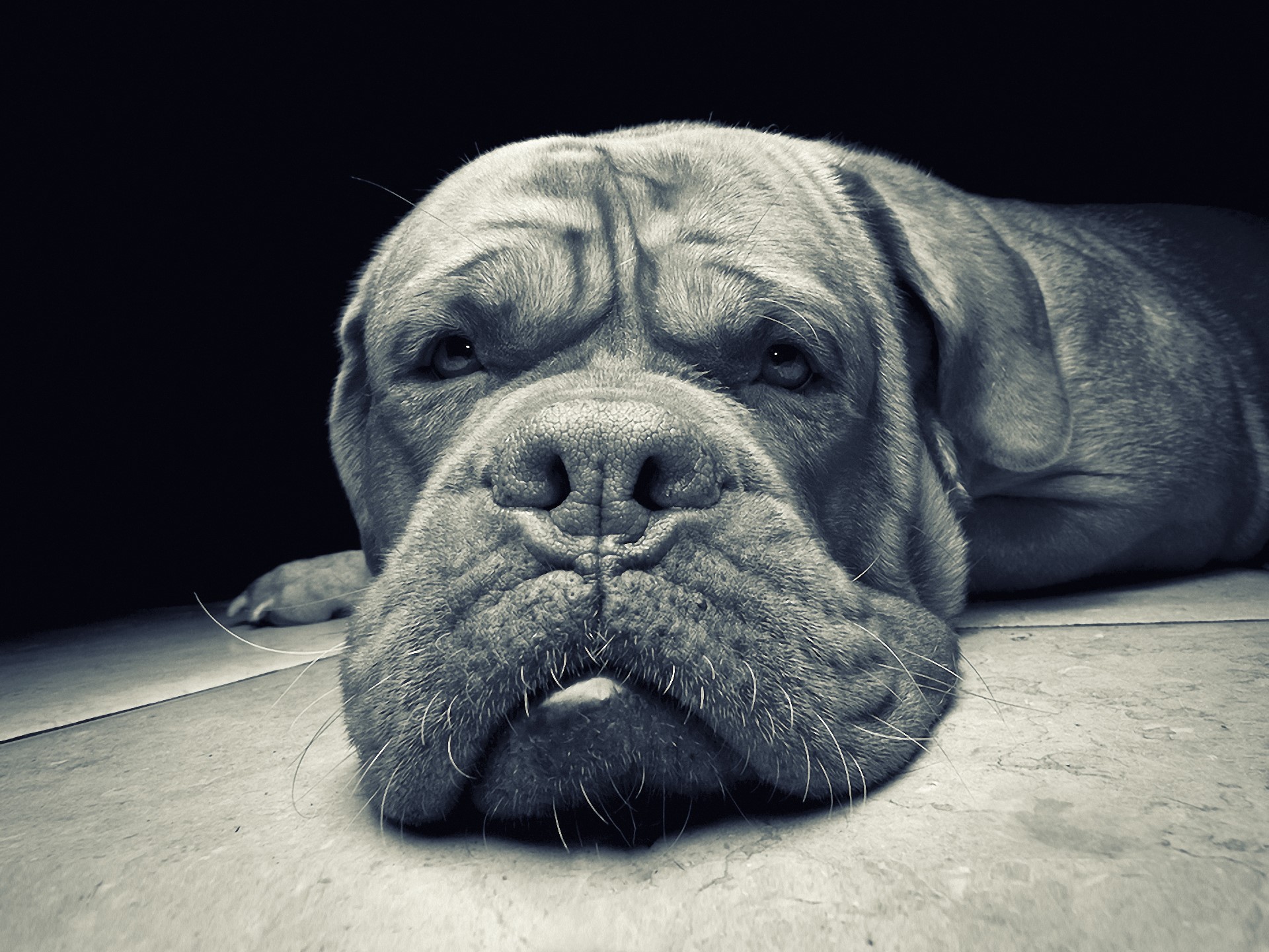 Close-up of a Mastiff dog lying down HD Wallpaper