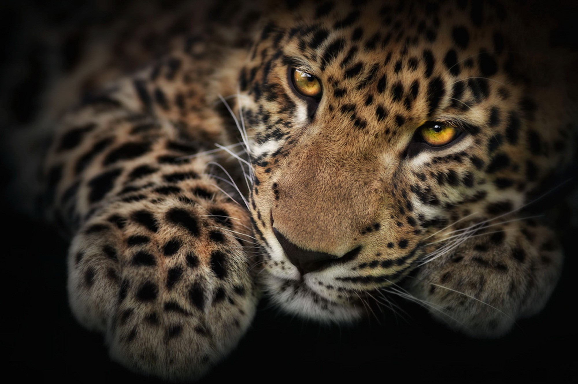 Close-up of a Leopard's Face HD Wallpaper