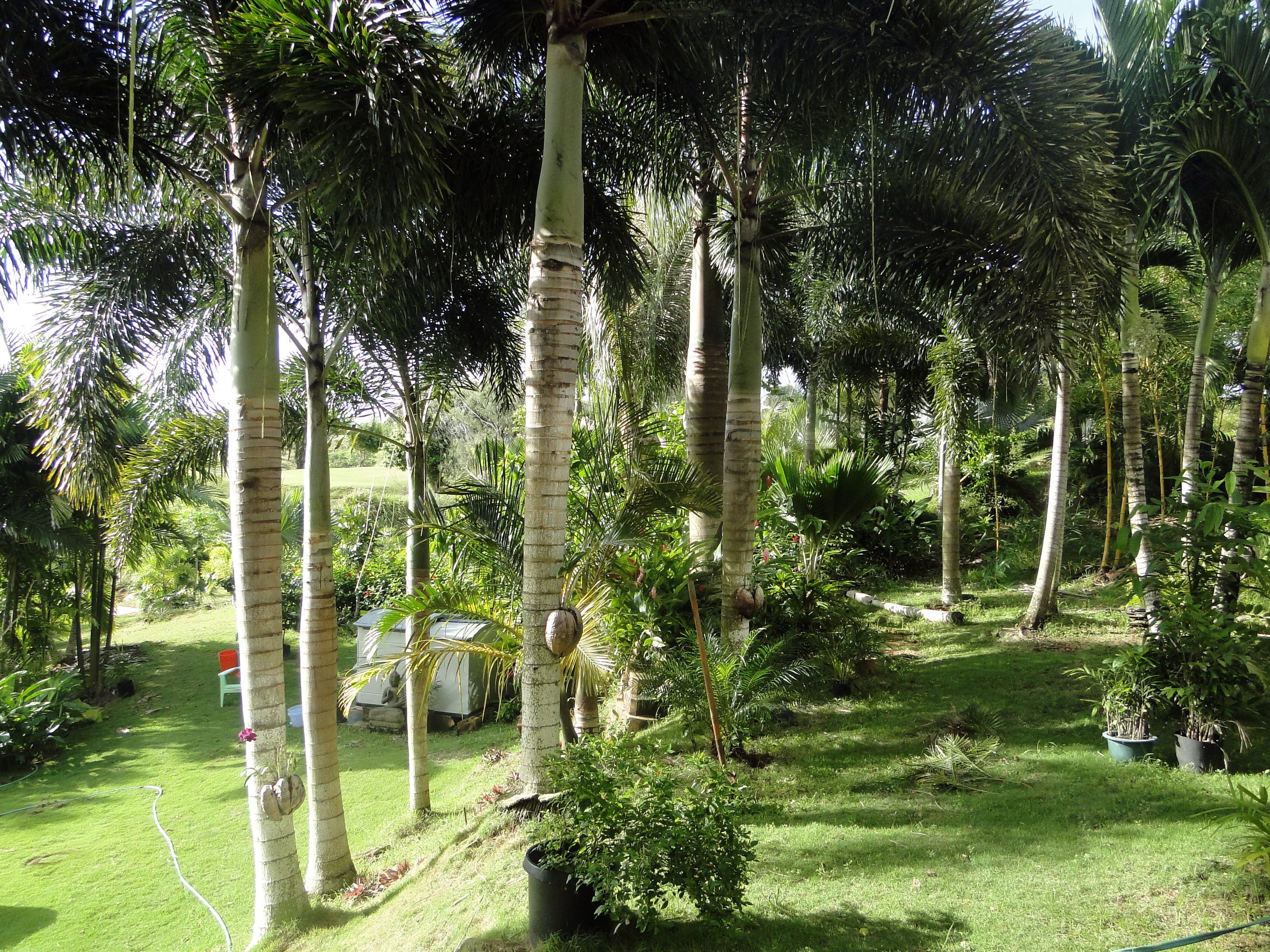 Tropical garden with palm trees and green lawn HD Wallpaper