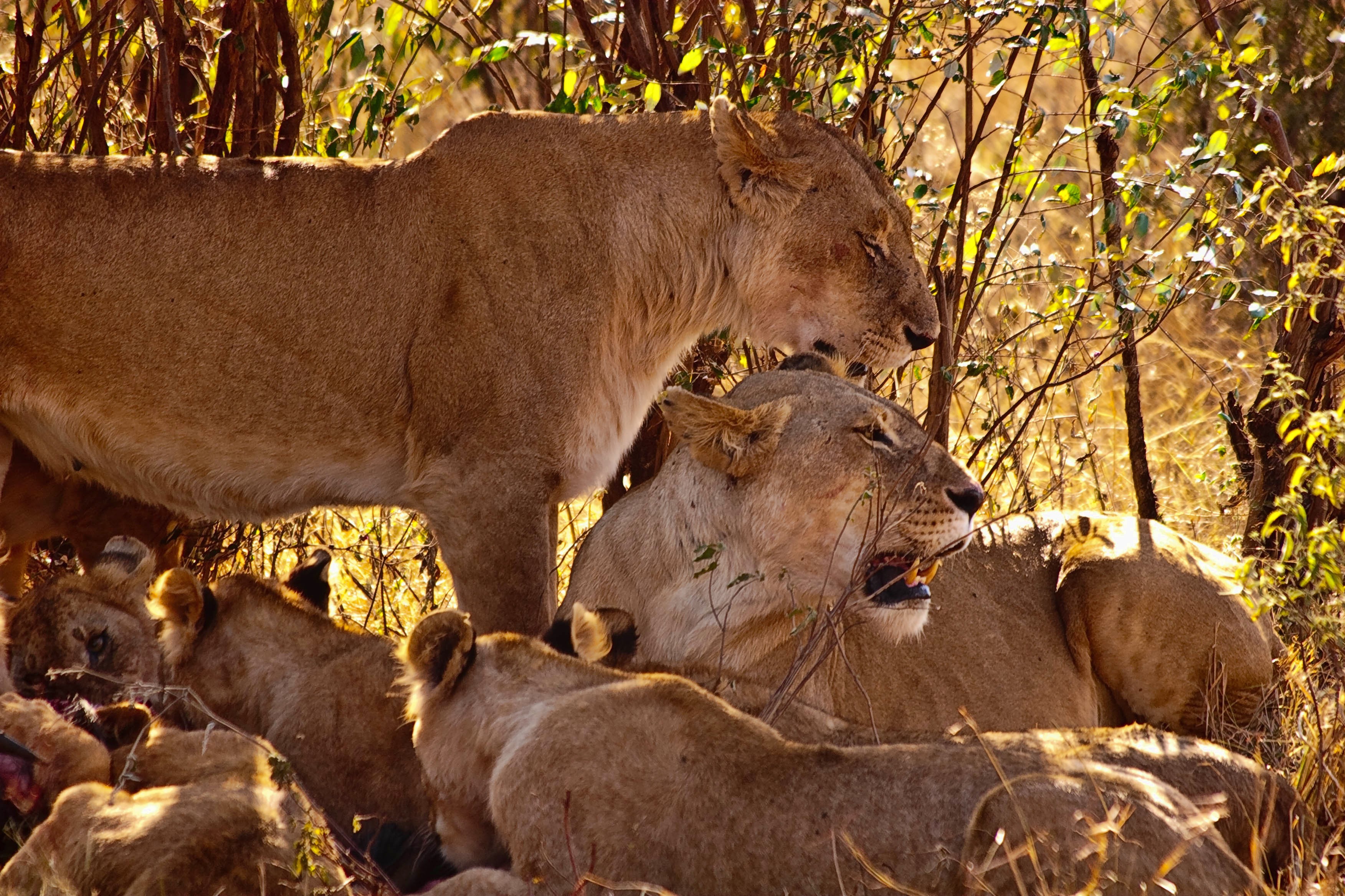 Lions feeding on a kill in the savanna HD Wallpaper