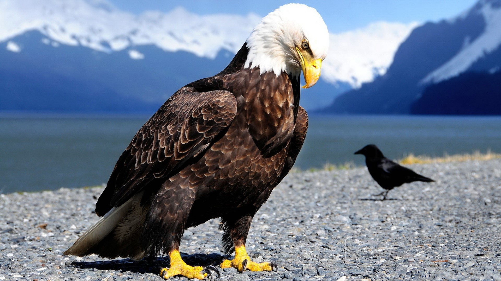 Bald Eagle and Crow by Snowy Mountains HD Wallpaper
