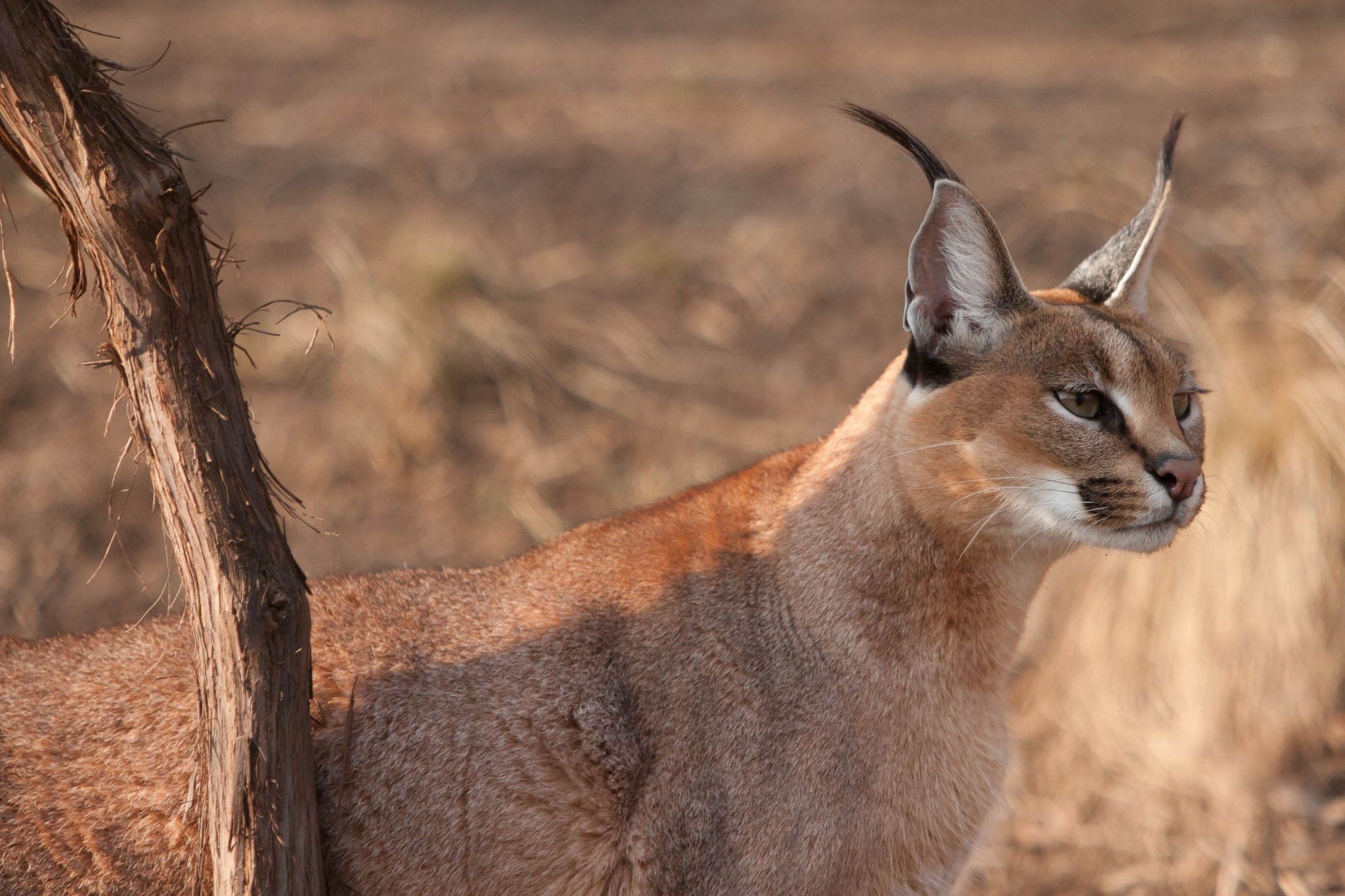 Caracal with distinctive ear tufts in dry grass HD Wallpaper