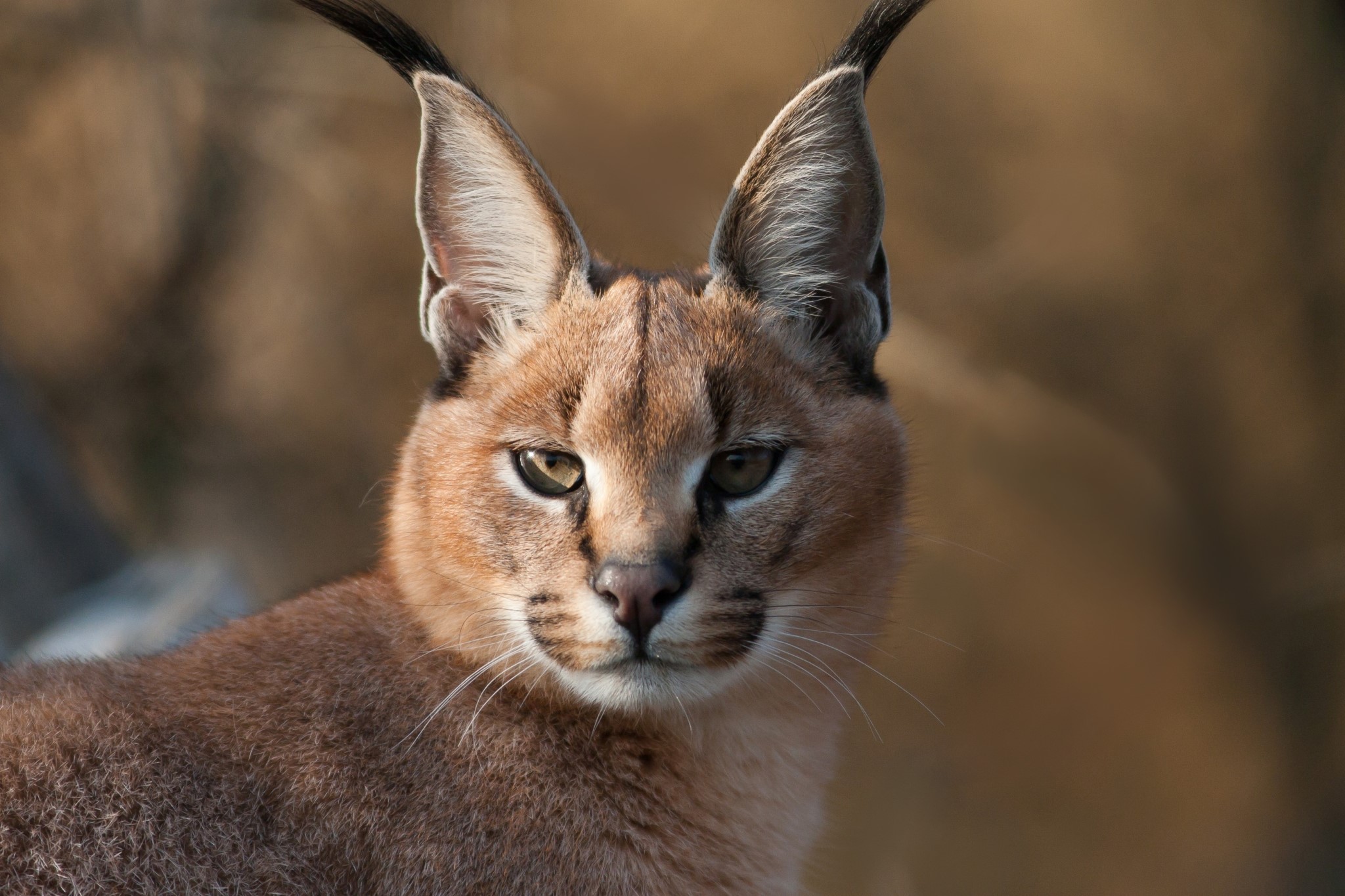 Close-up of a Caracal's face HD Wallpaper