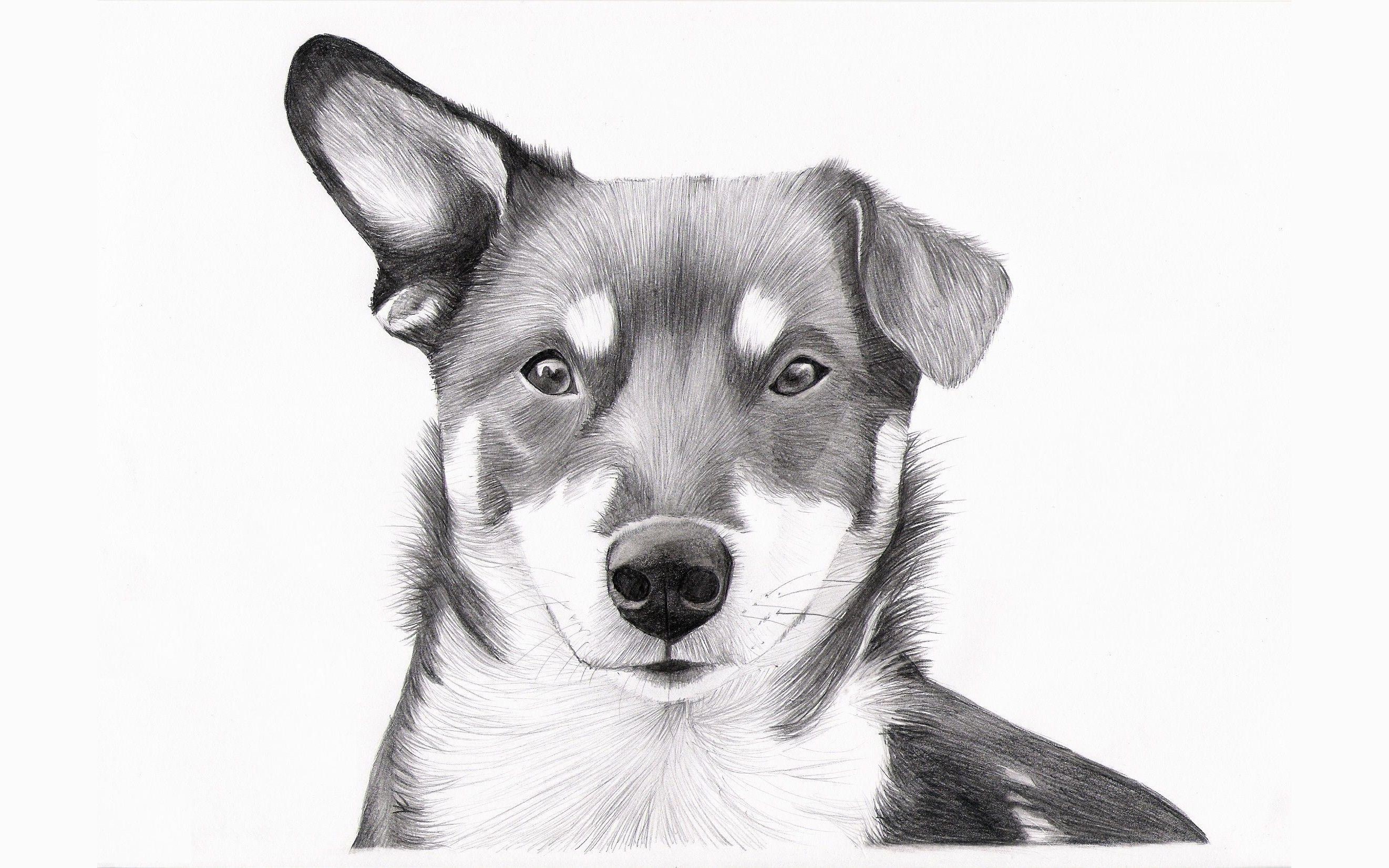 Pencil drawing of a dog's face HD Wallpaper