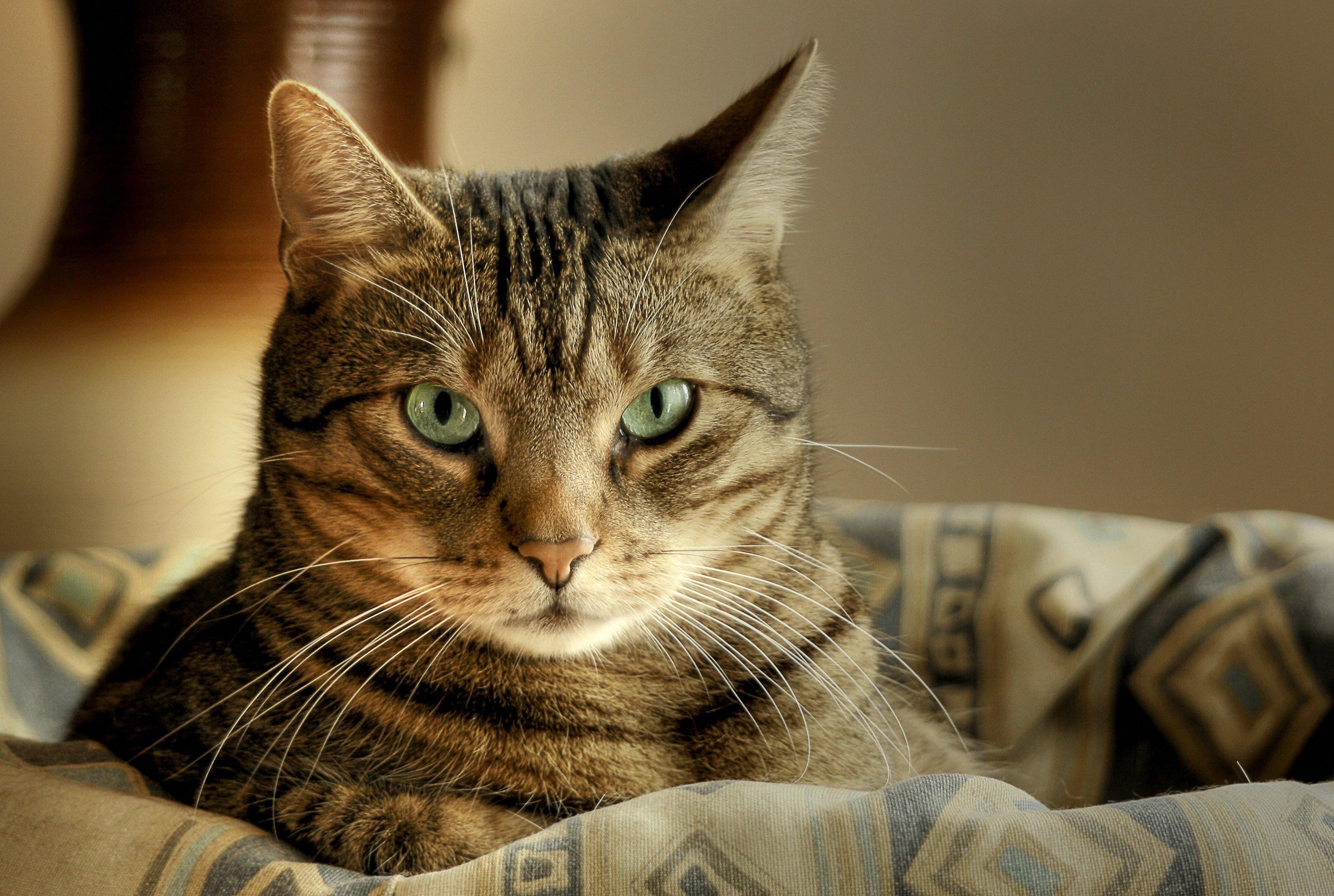 Tabby cat with green eyes HD Wallpaper