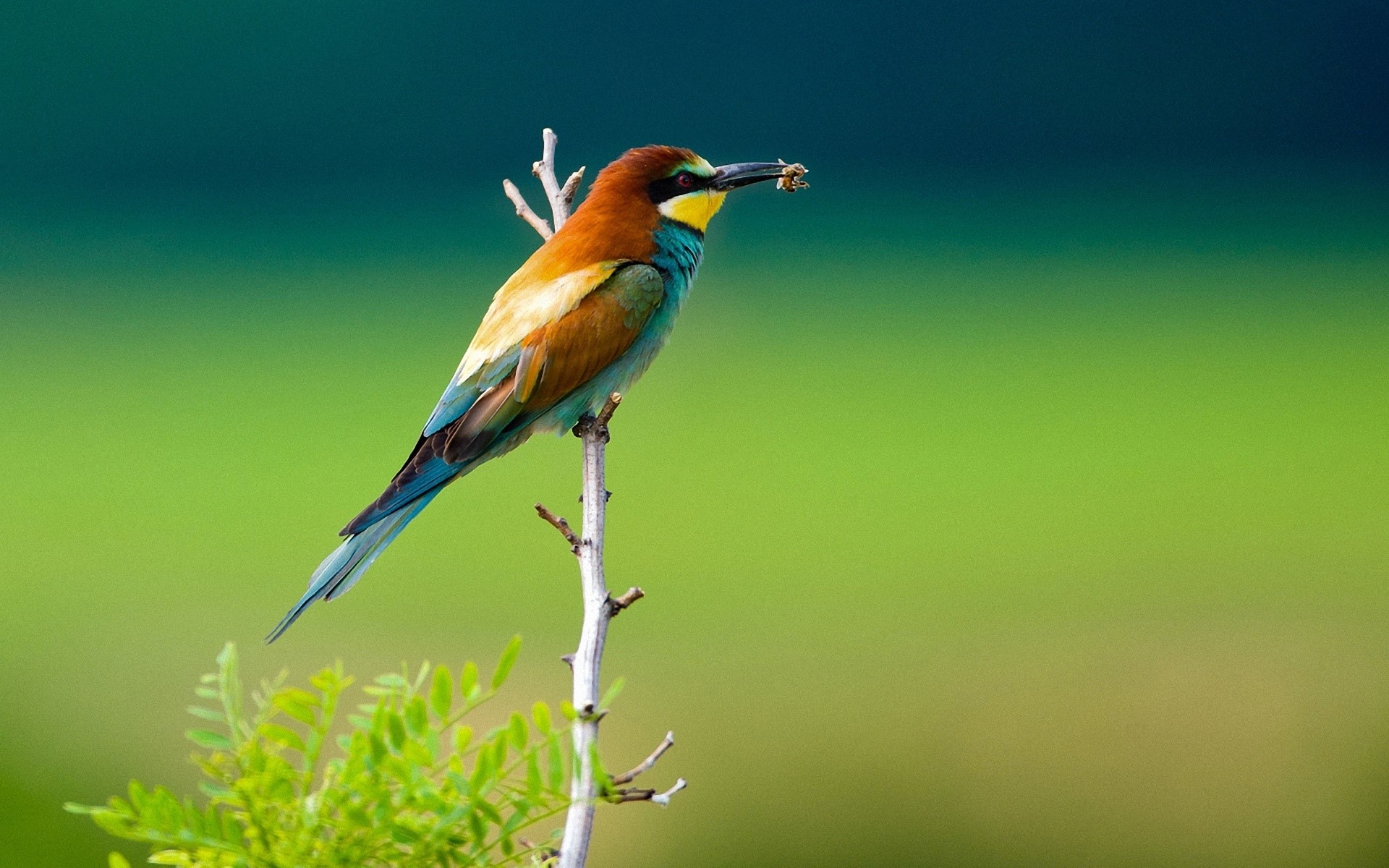 European bee-eater bird perched on a branch with insect HD Wallpaper