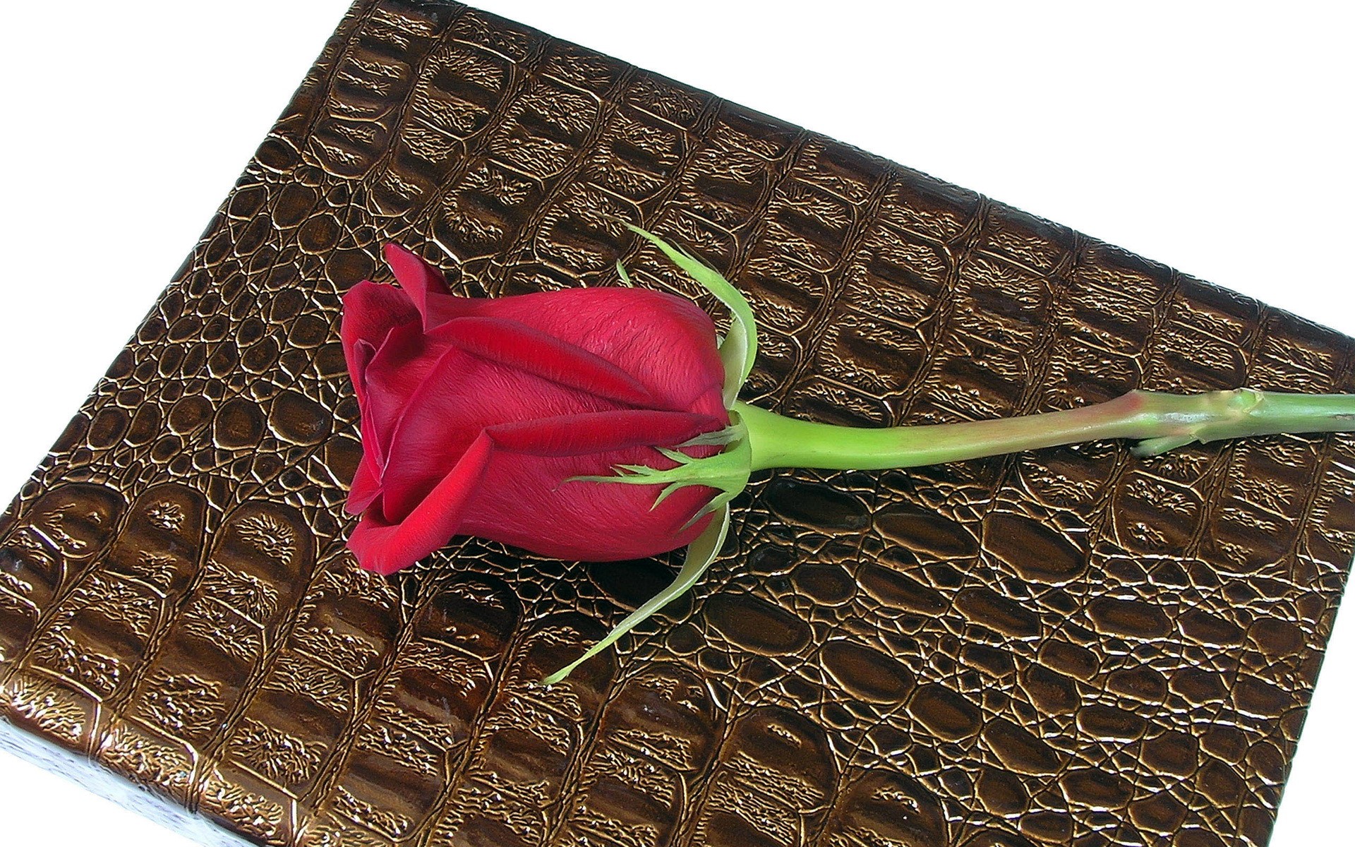 Red rose on a textured brown surface HD Wallpaper