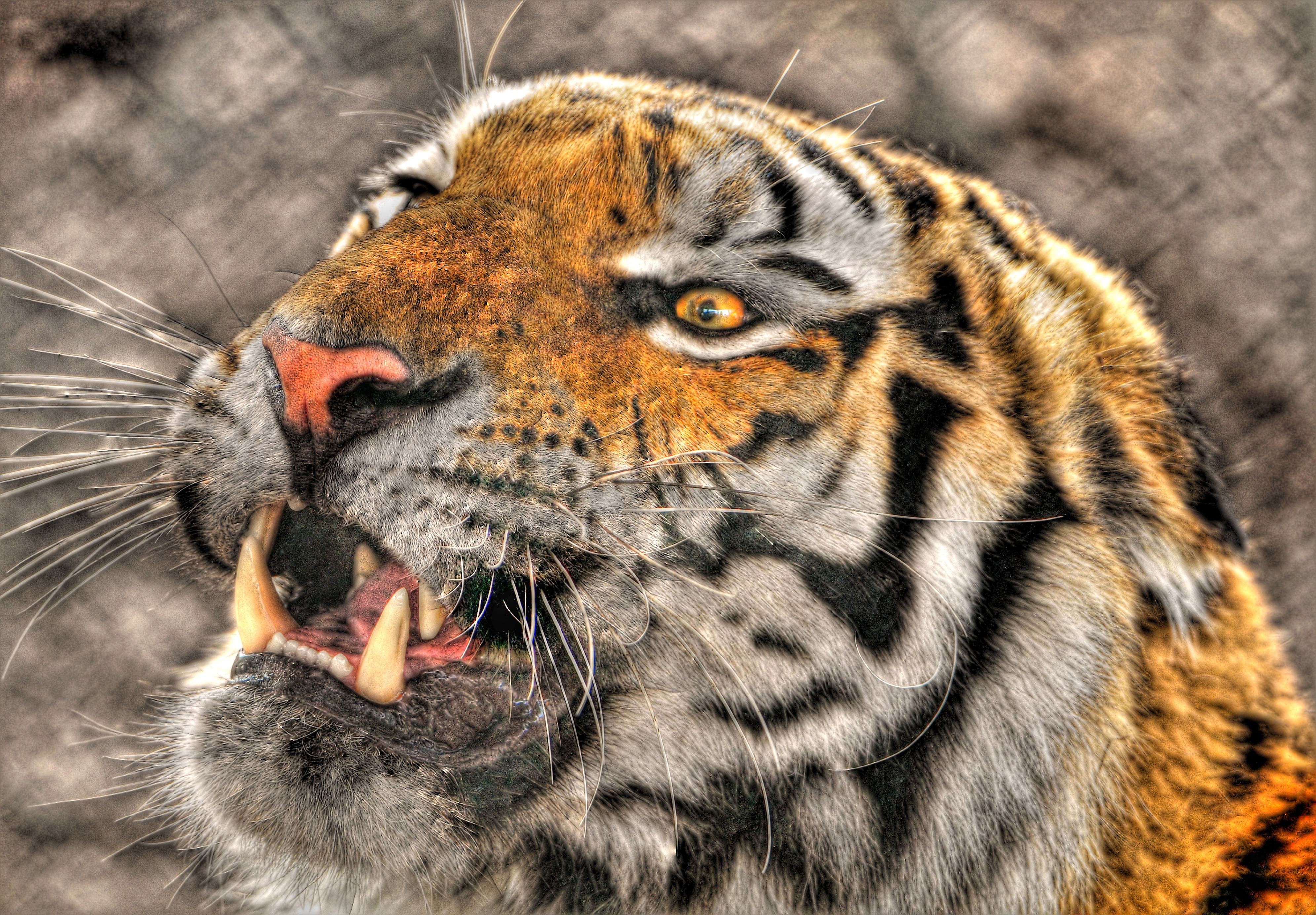 Tiger showing its teeth HD Wallpaper