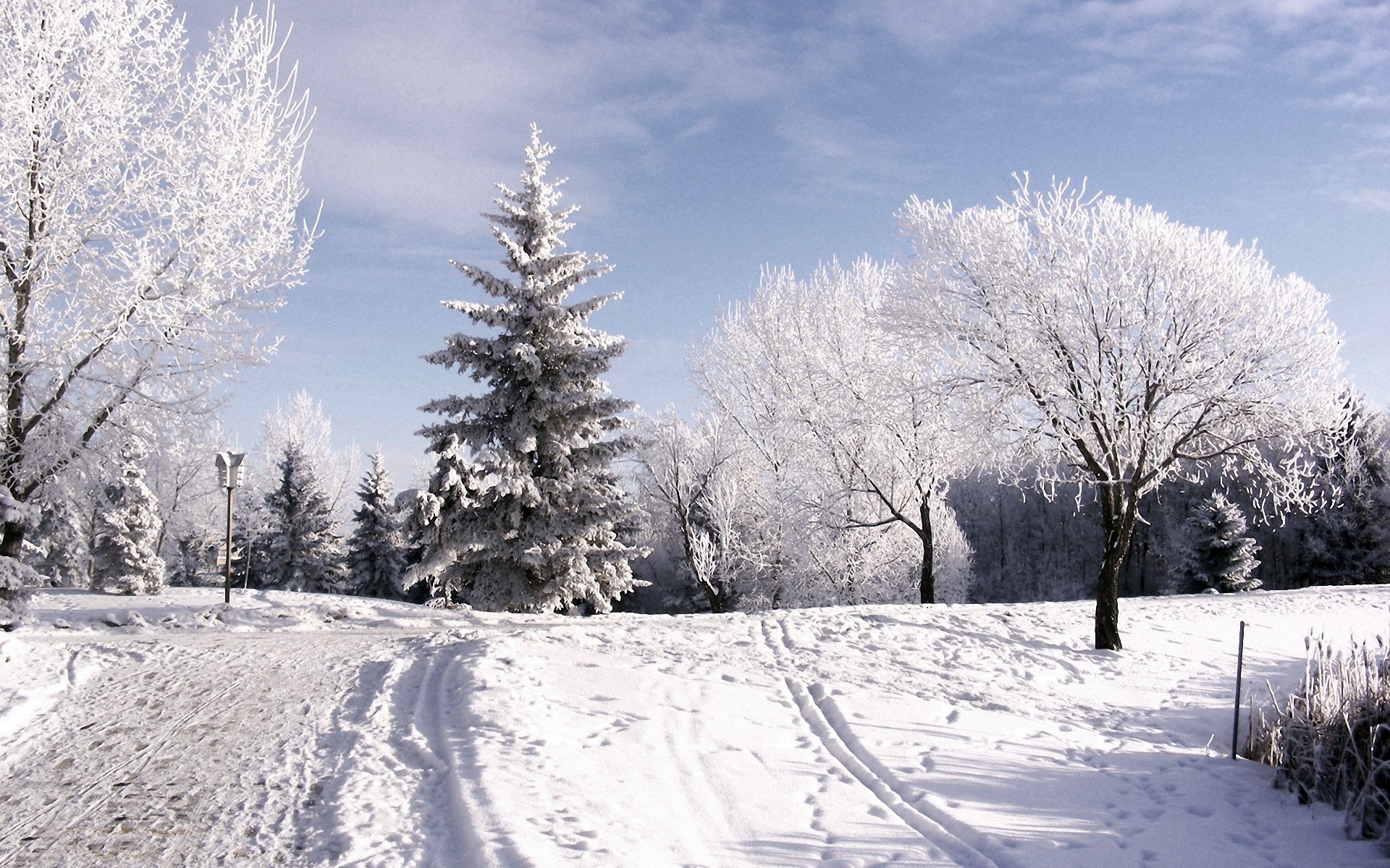 Winter landscape with snow-covered trees and ski tracks HD Wallpaper