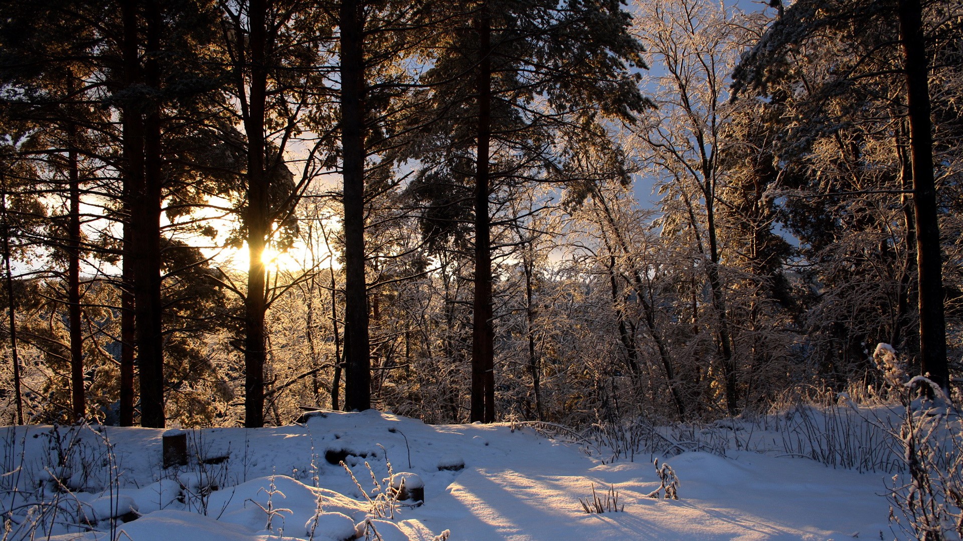 Sunlight shining through snow-covered trees in a forest HD Wallpaper