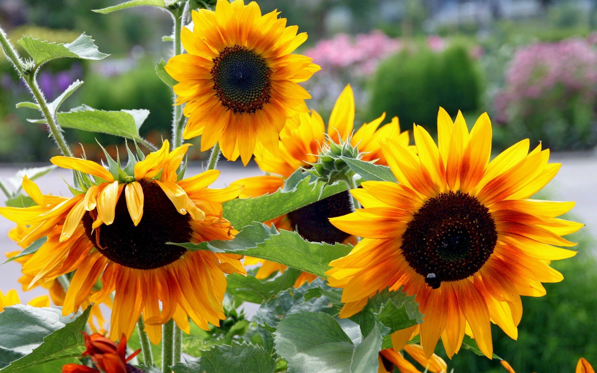 Sunflowers in a Garden HD Wallpaper