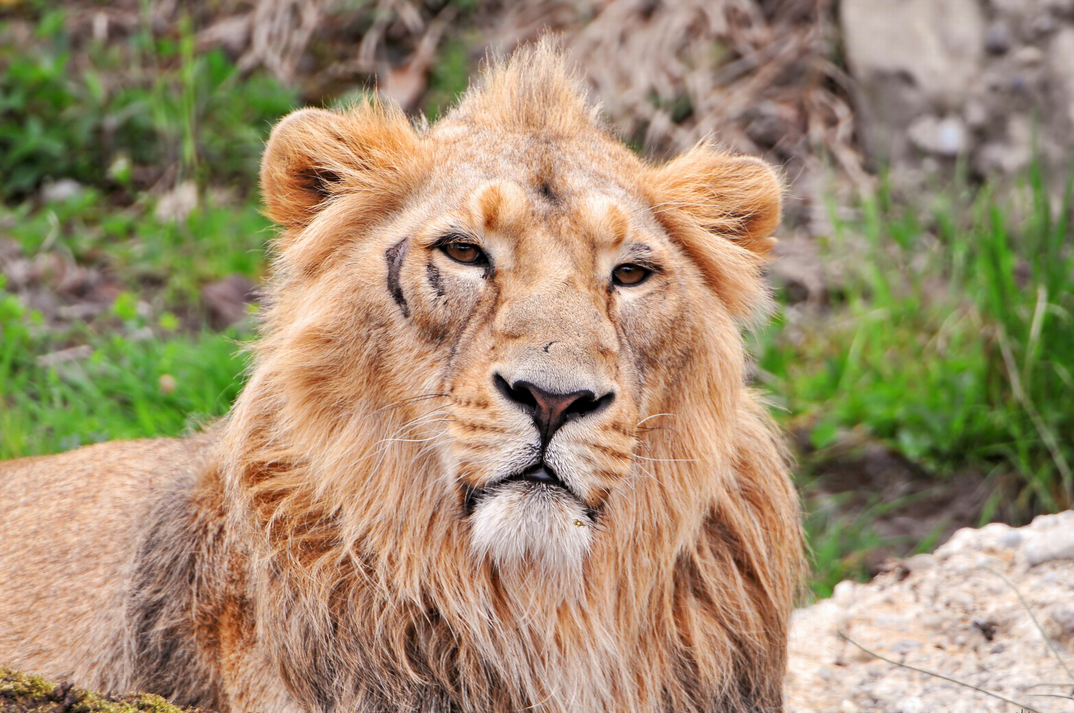 Close-up of a lion's face HD Wallpaper