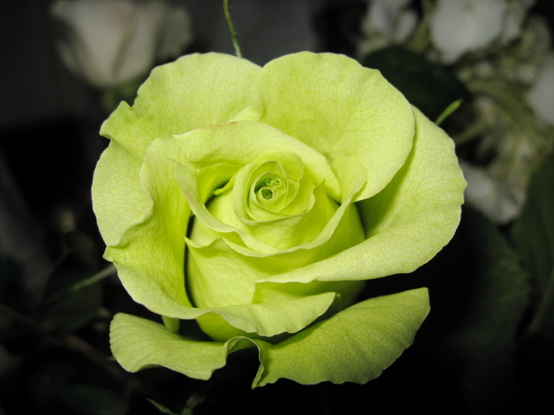 Close-up of a lime green rose HD Wallpaper