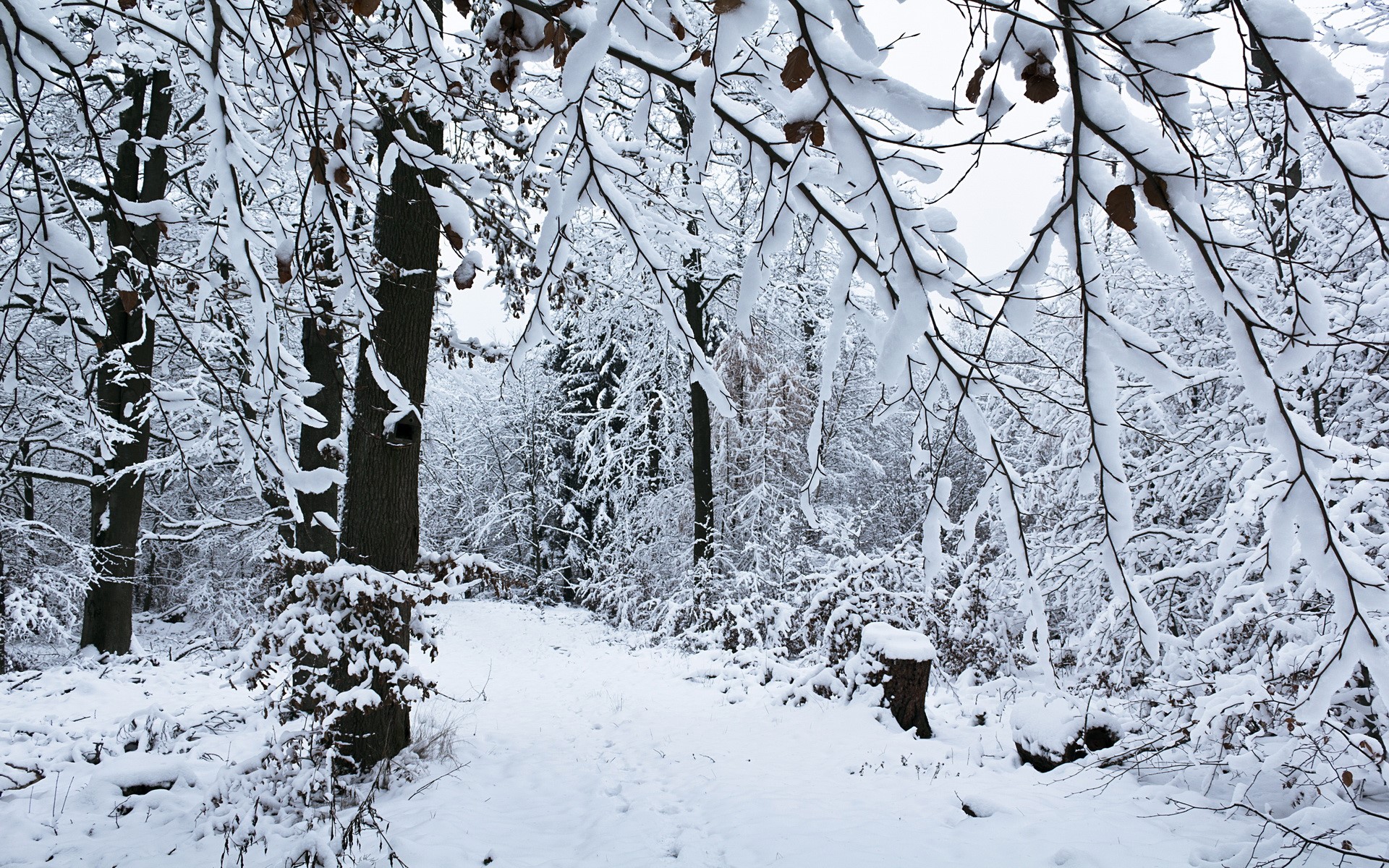 Snowy forest path with trees covered in snow HD Wallpaper