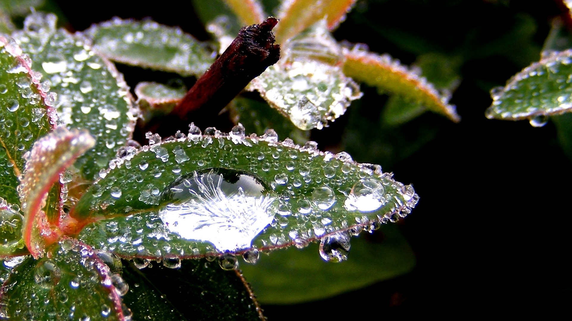 Dewdrops on green leaves with a dark background HD Wallpaper