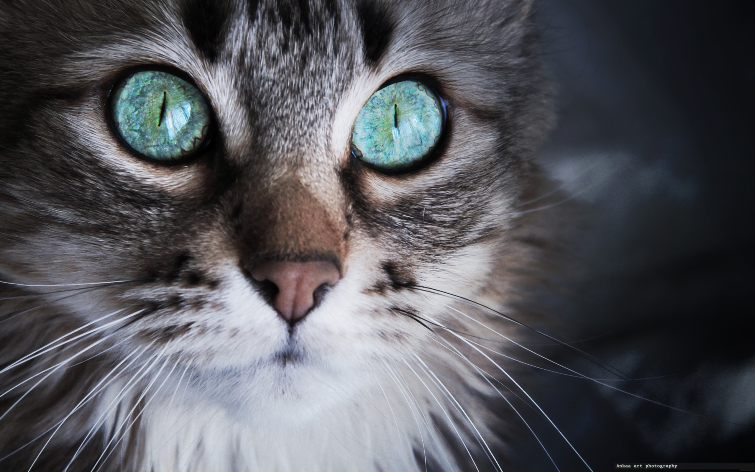 Close-up of a cat's face with striking green eyes HD Wallpaper