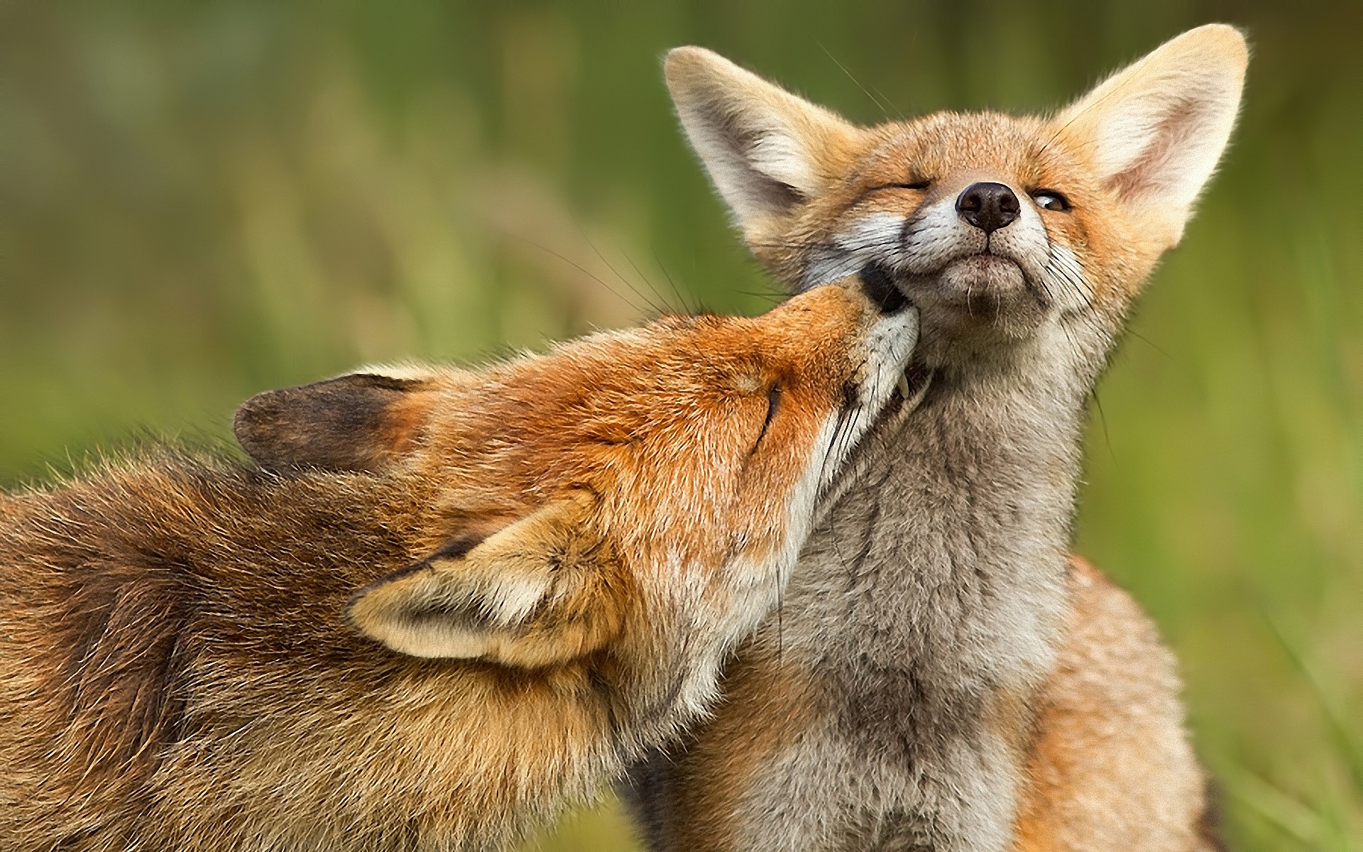 Two foxes interacting in a grassy field HD Wallpaper