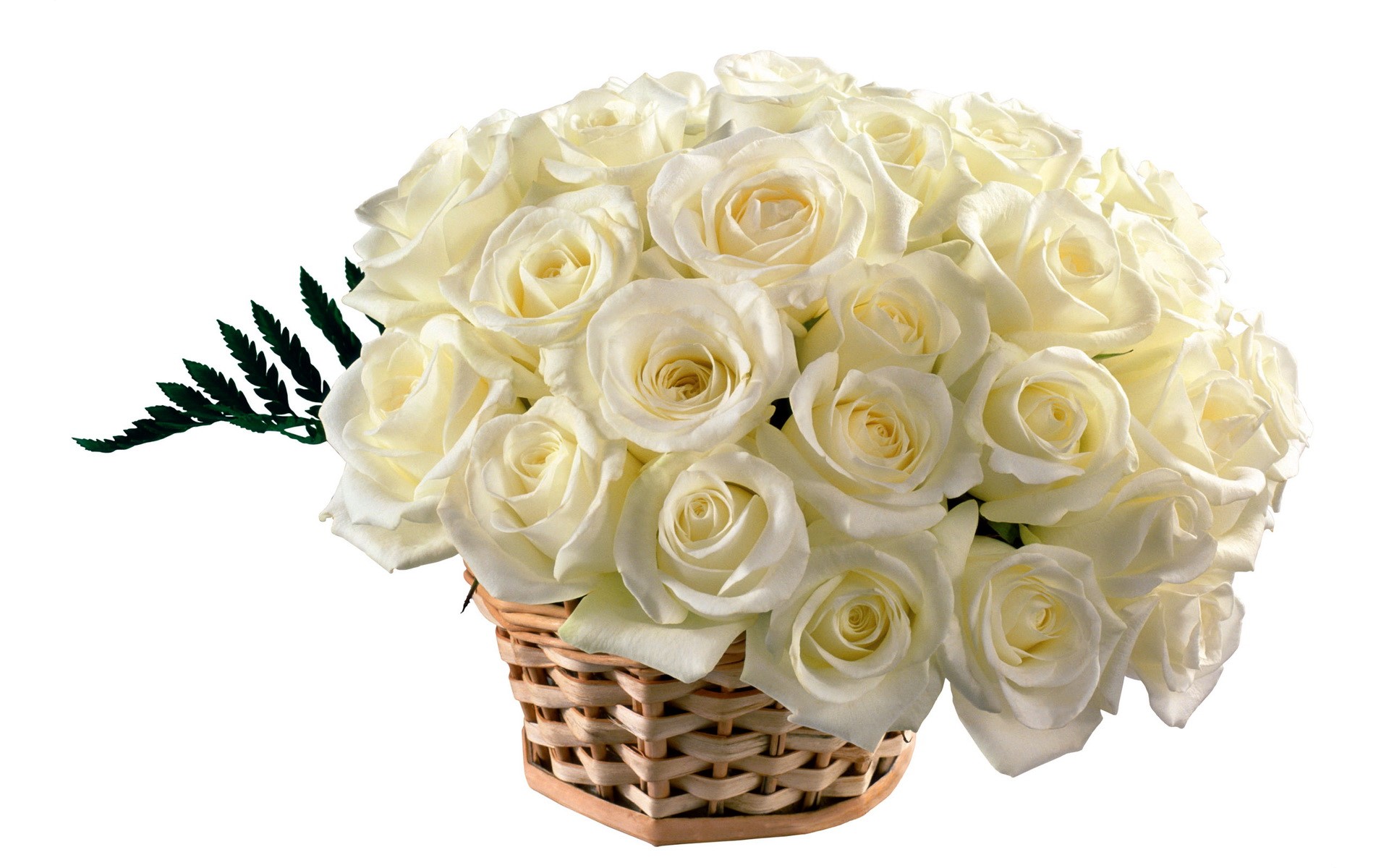Basket of white roses with fern HD Wallpaper
