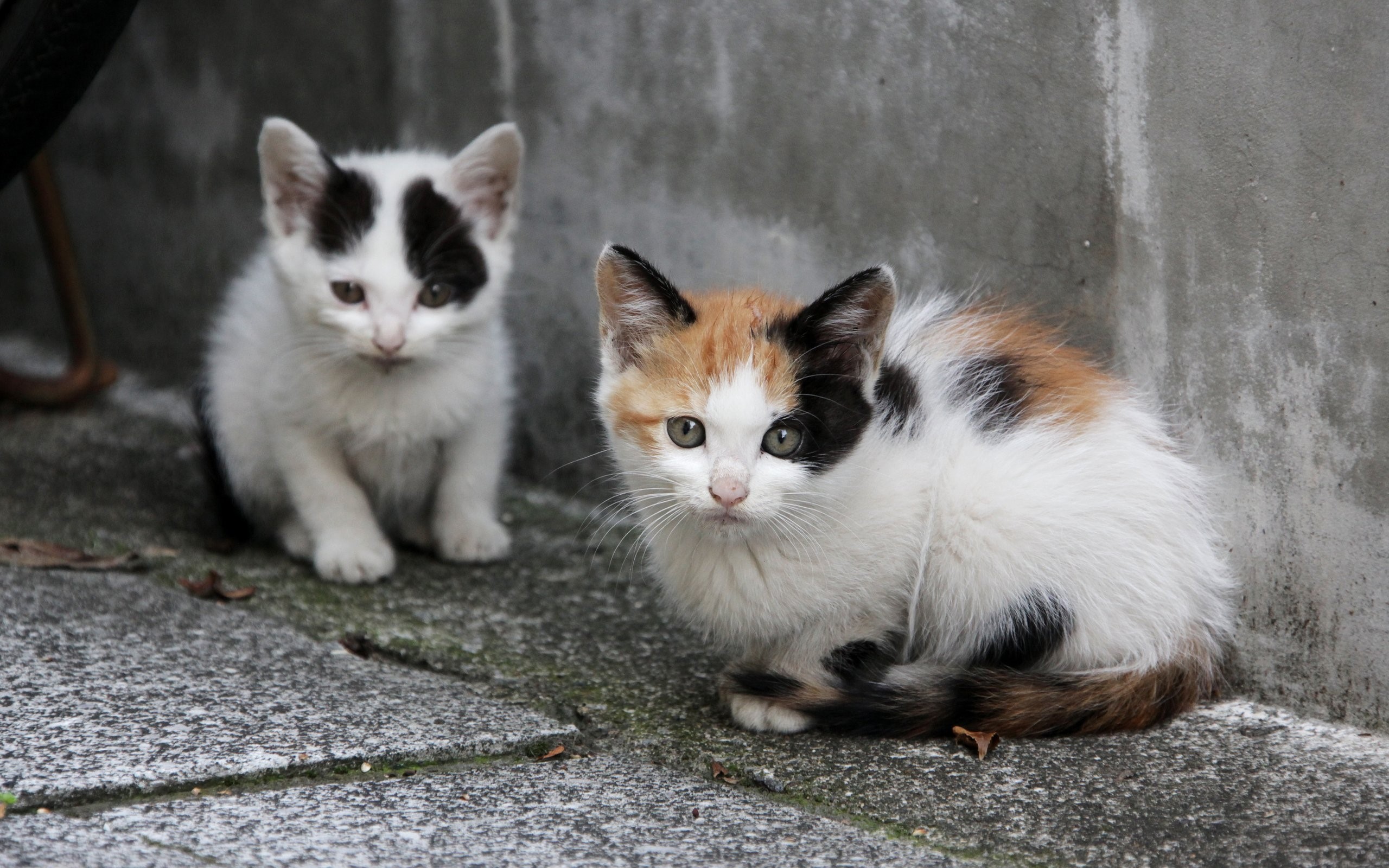 Two kittens sitting on a concrete surface HD Wallpaper