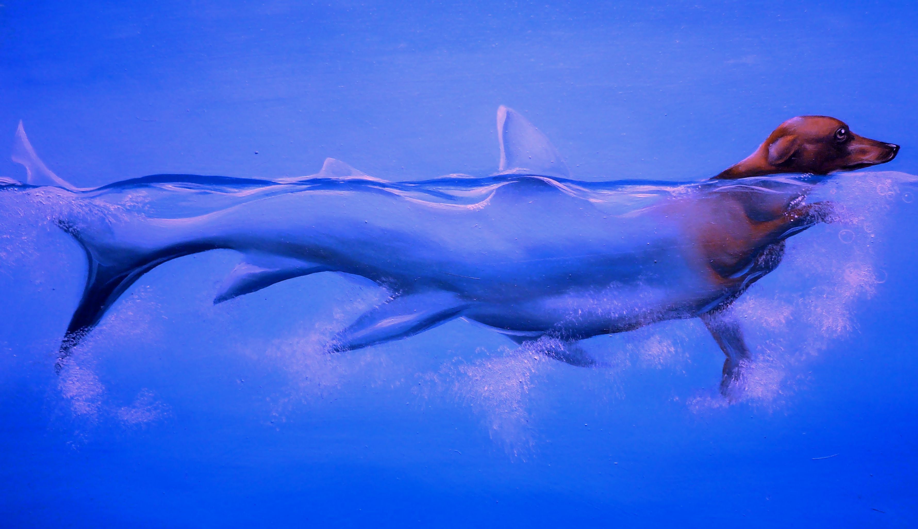 Dog swimming in a shark body HD Wallpaper