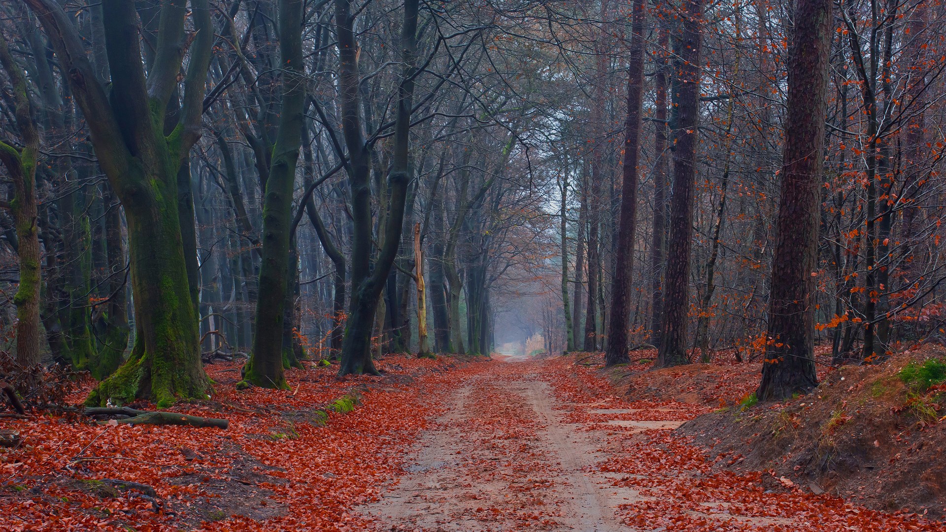Dirt path through a forest covered in fallen leaves HD Wallpaper