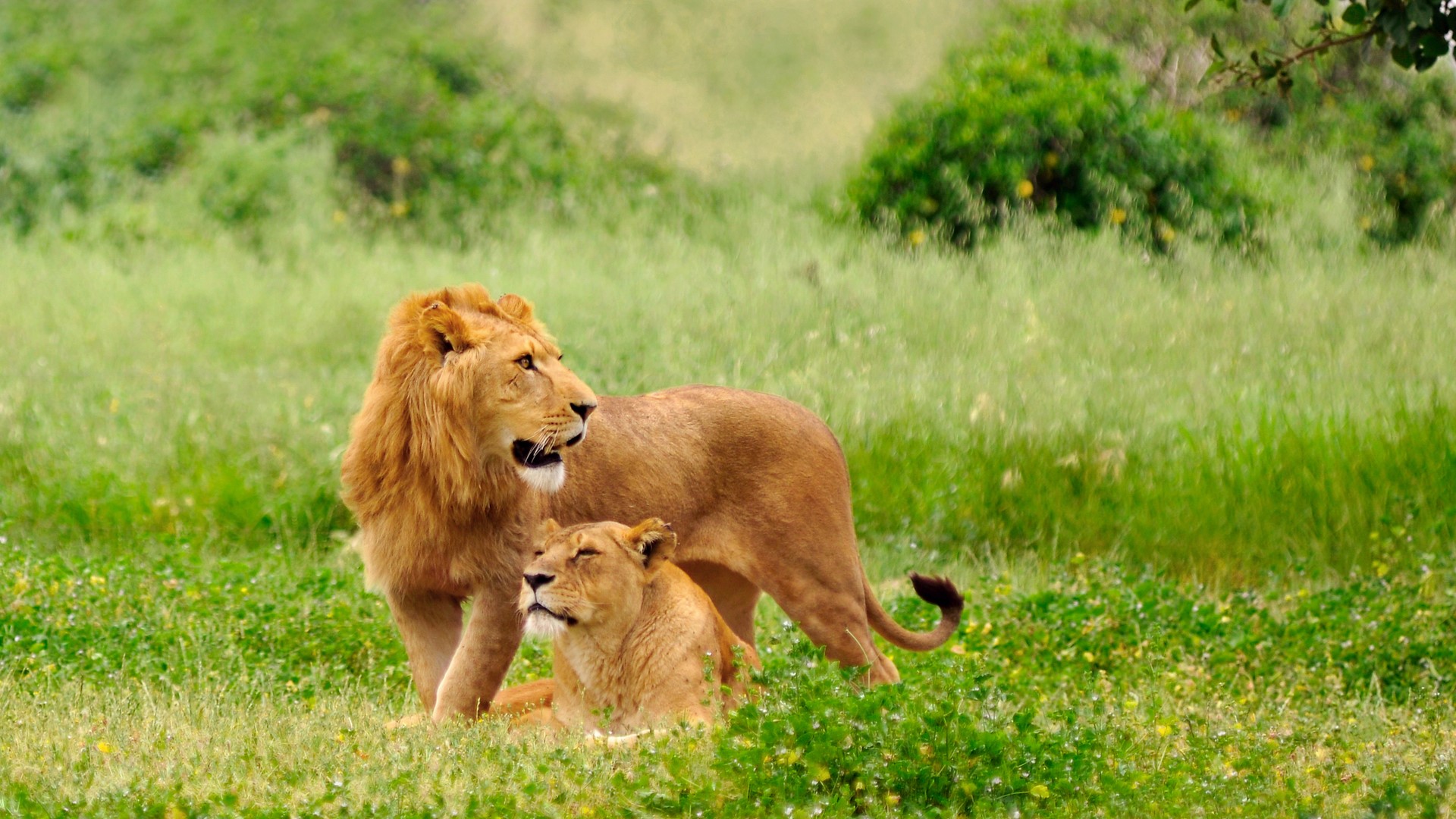 Two lions in a grassy field HD Wallpaper