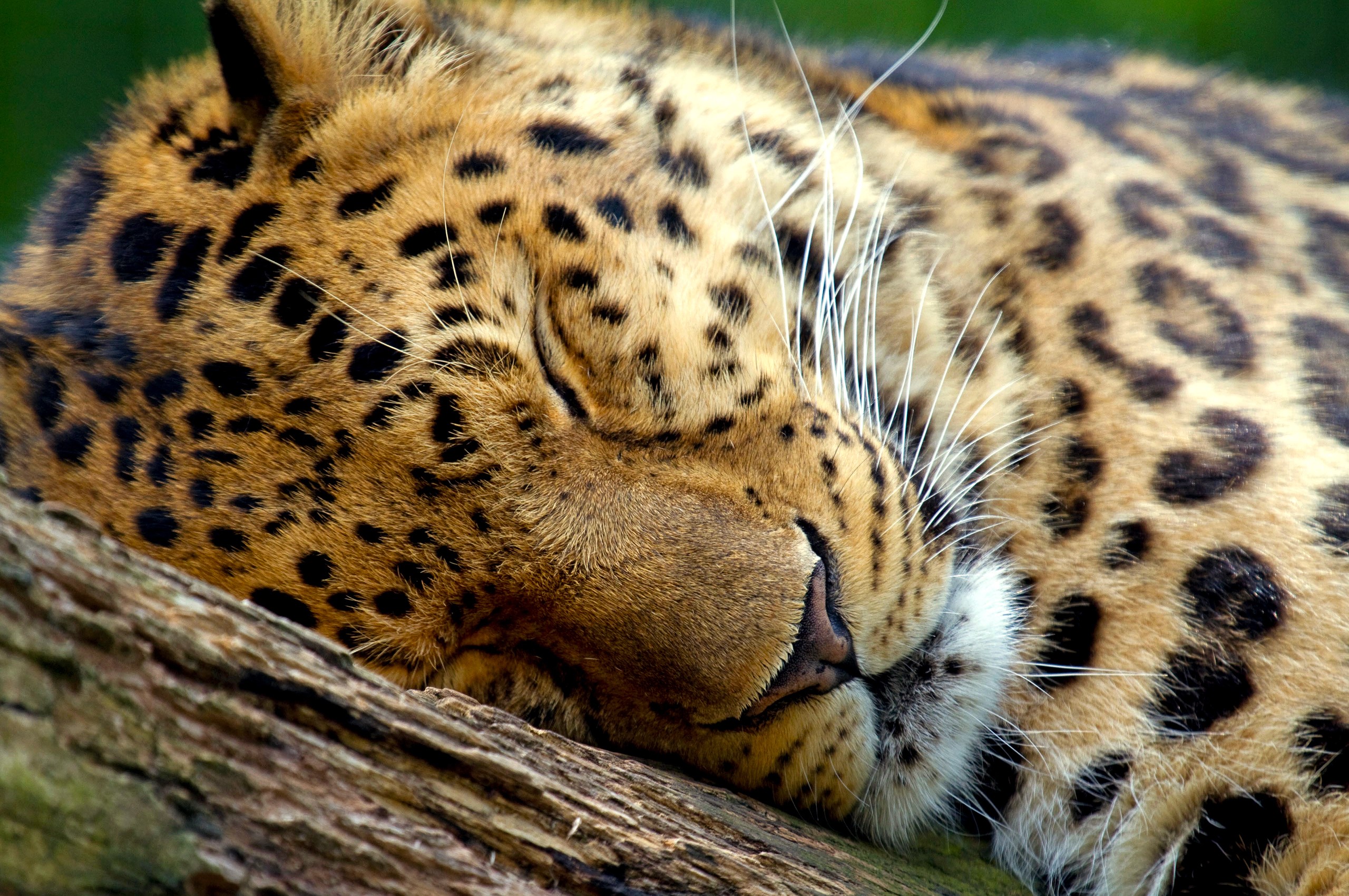 Leopard sleeping on a tree branch HD Wallpaper