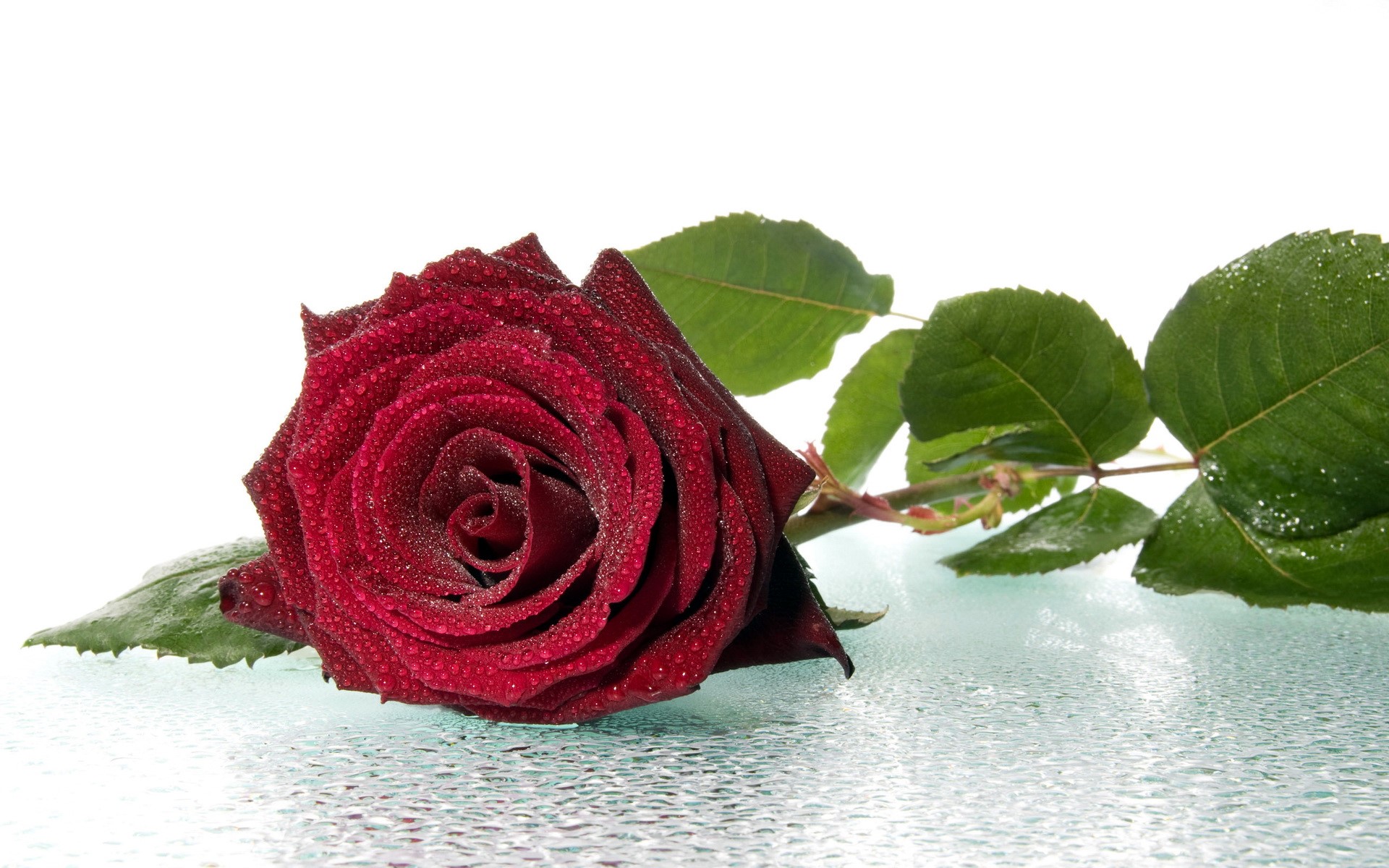 Red rose with water droplets on a glass surface HD Wallpaper