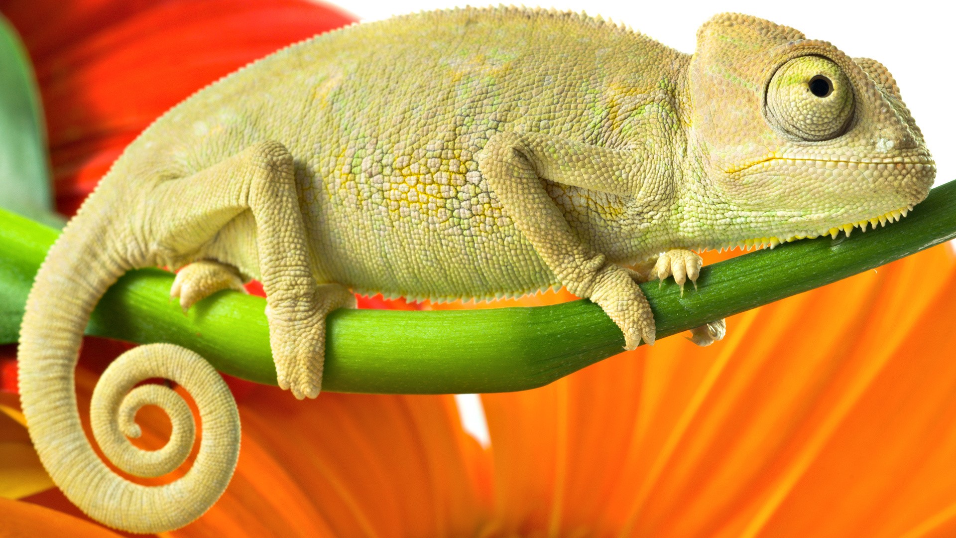Chameleon on a branch with orange flowers HD Wallpaper