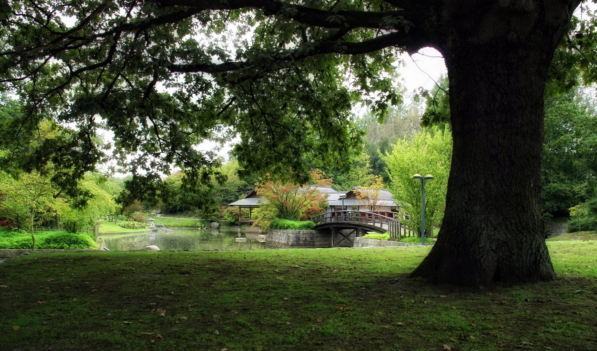 Japanese garden with pond and bridge in Hasselt, Belgium HD Wallpaper