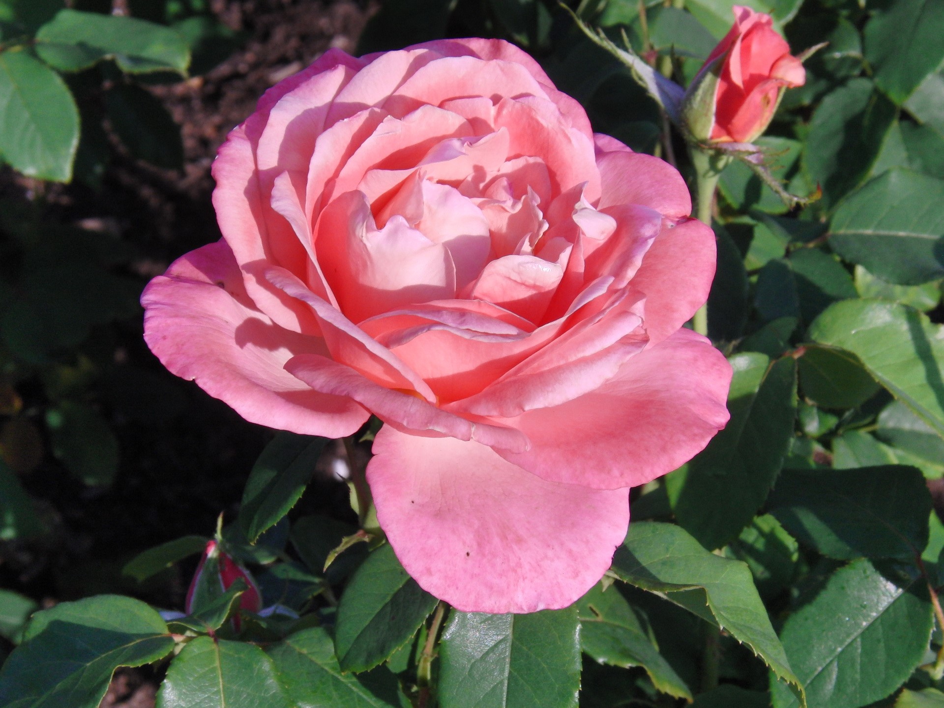 Pink rose with buds and green leaves HD Wallpaper
