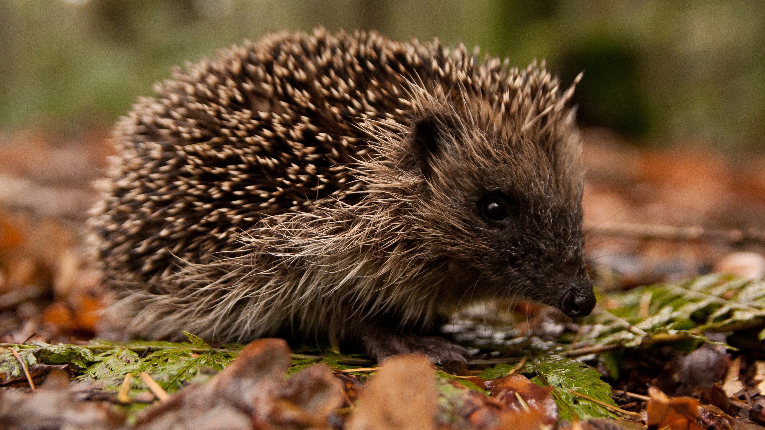 Hedgehog on a forest floor with leaves HD Wallpaper