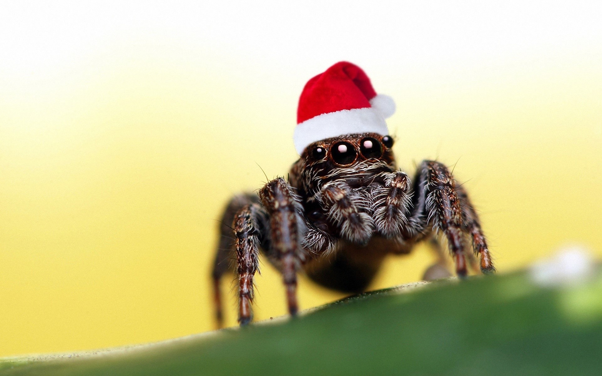Spider wearing a Santa hat HD Wallpaper
