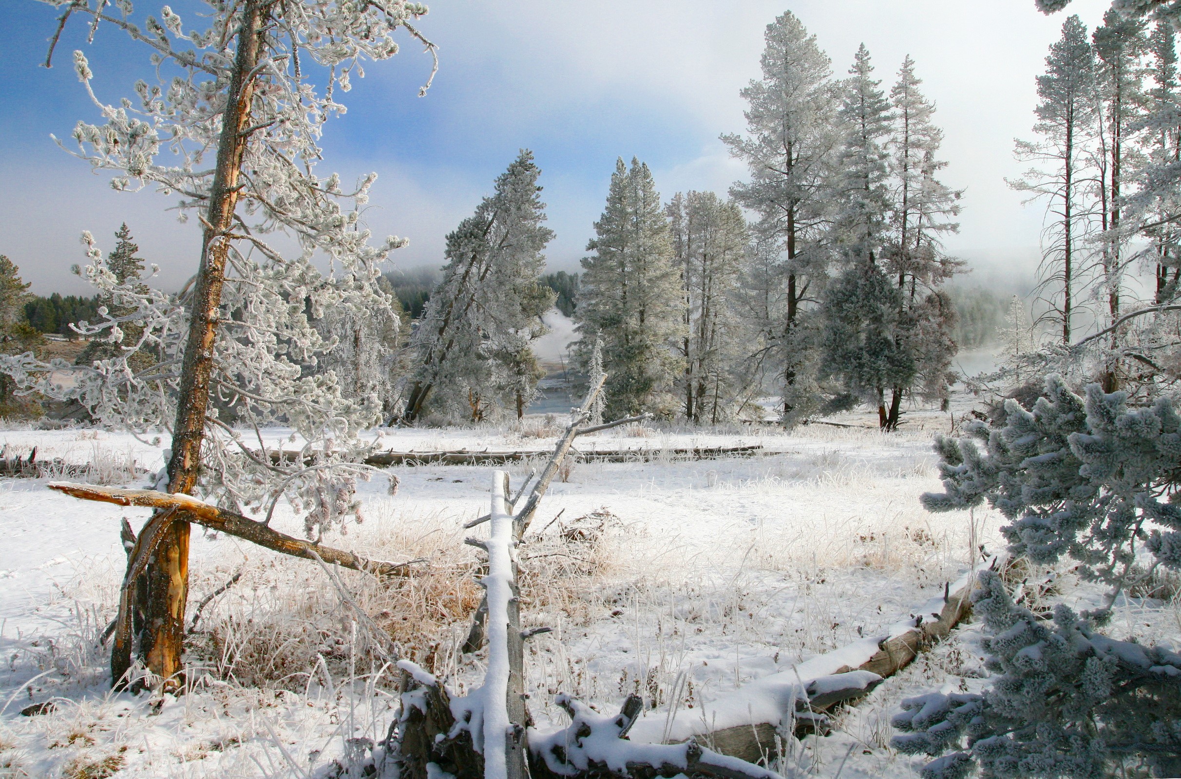 Snow-covered trees in Yellowstone National Park, Wyoming HD Wallpaper