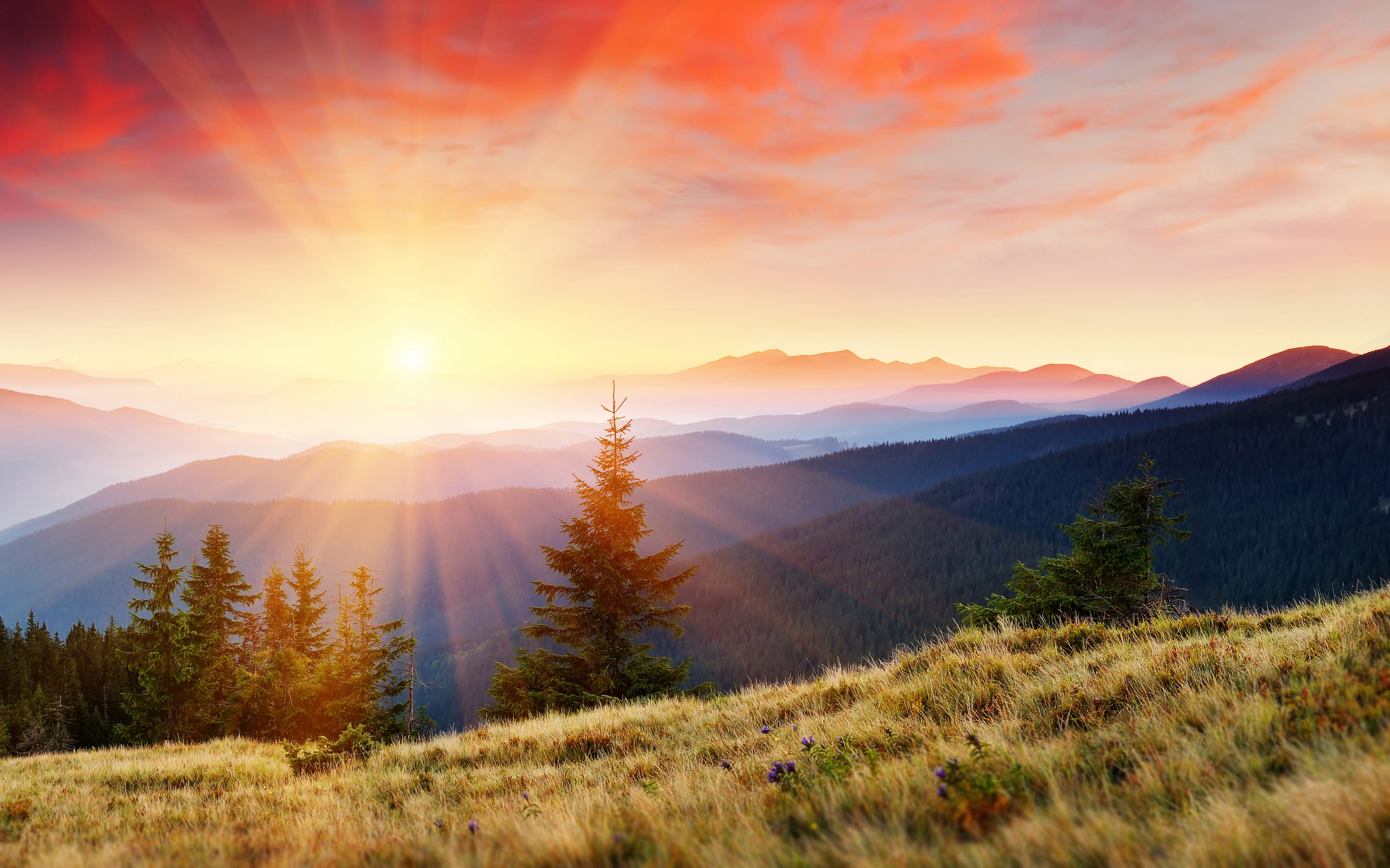 Sunrise over mountain ranges with pine trees HD Wallpaper