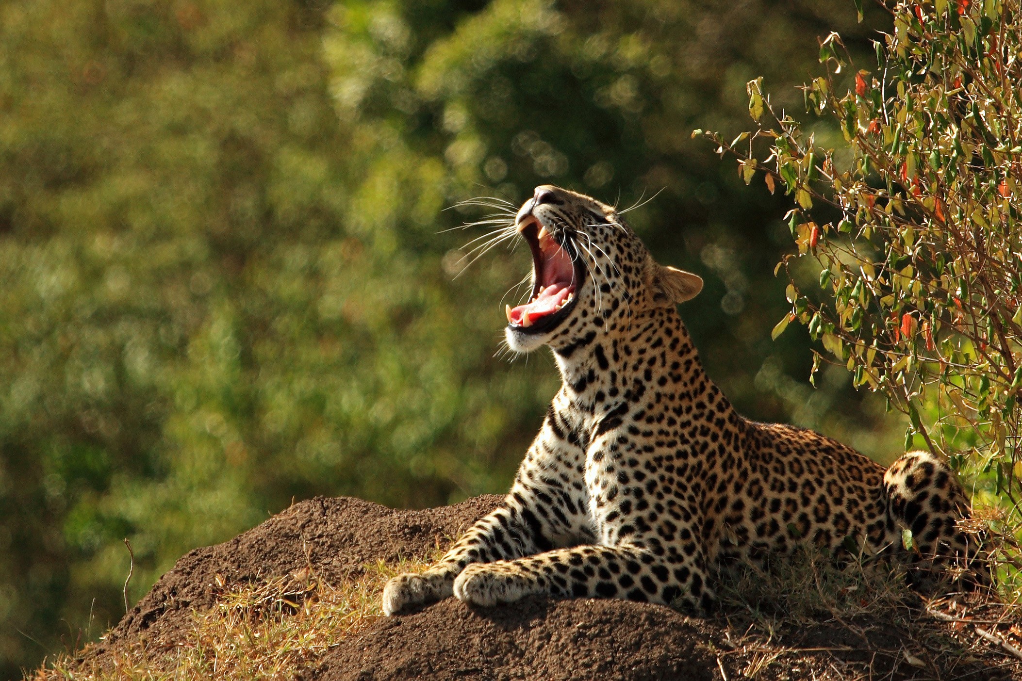 Leopard yawning on a dirt mound HD Wallpaper