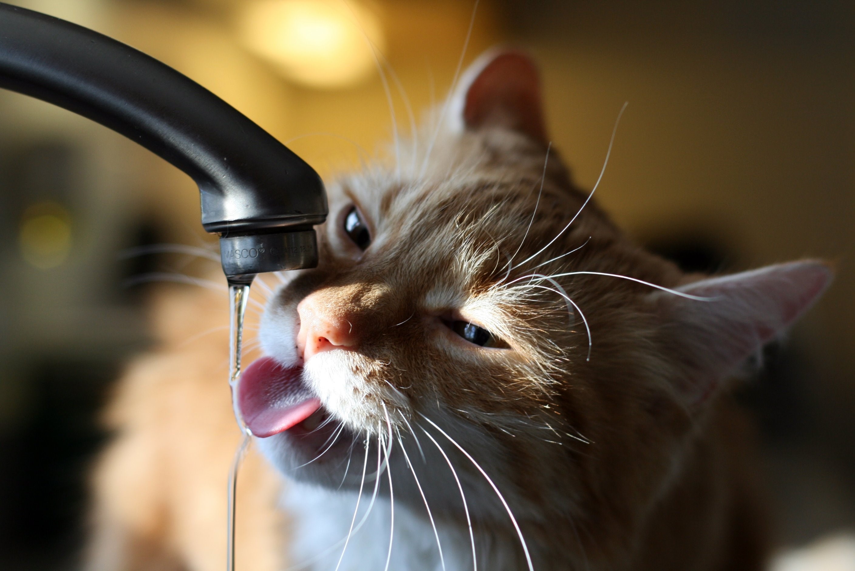 Orange cat drinking water from a faucet HD Wallpaper
