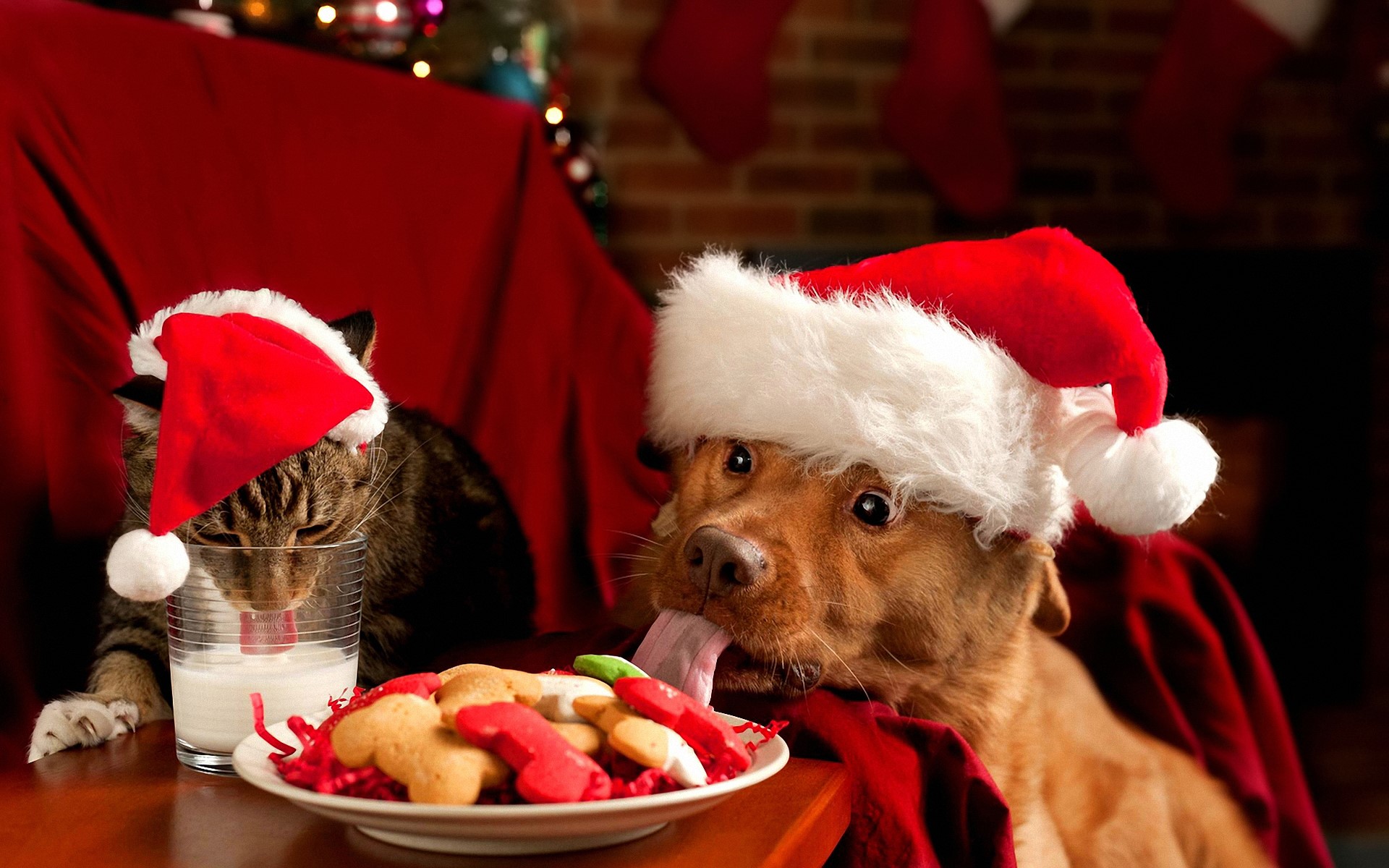 Cat and dog wearing Santa hats with Christmas cookies and milk HD Wallpaper