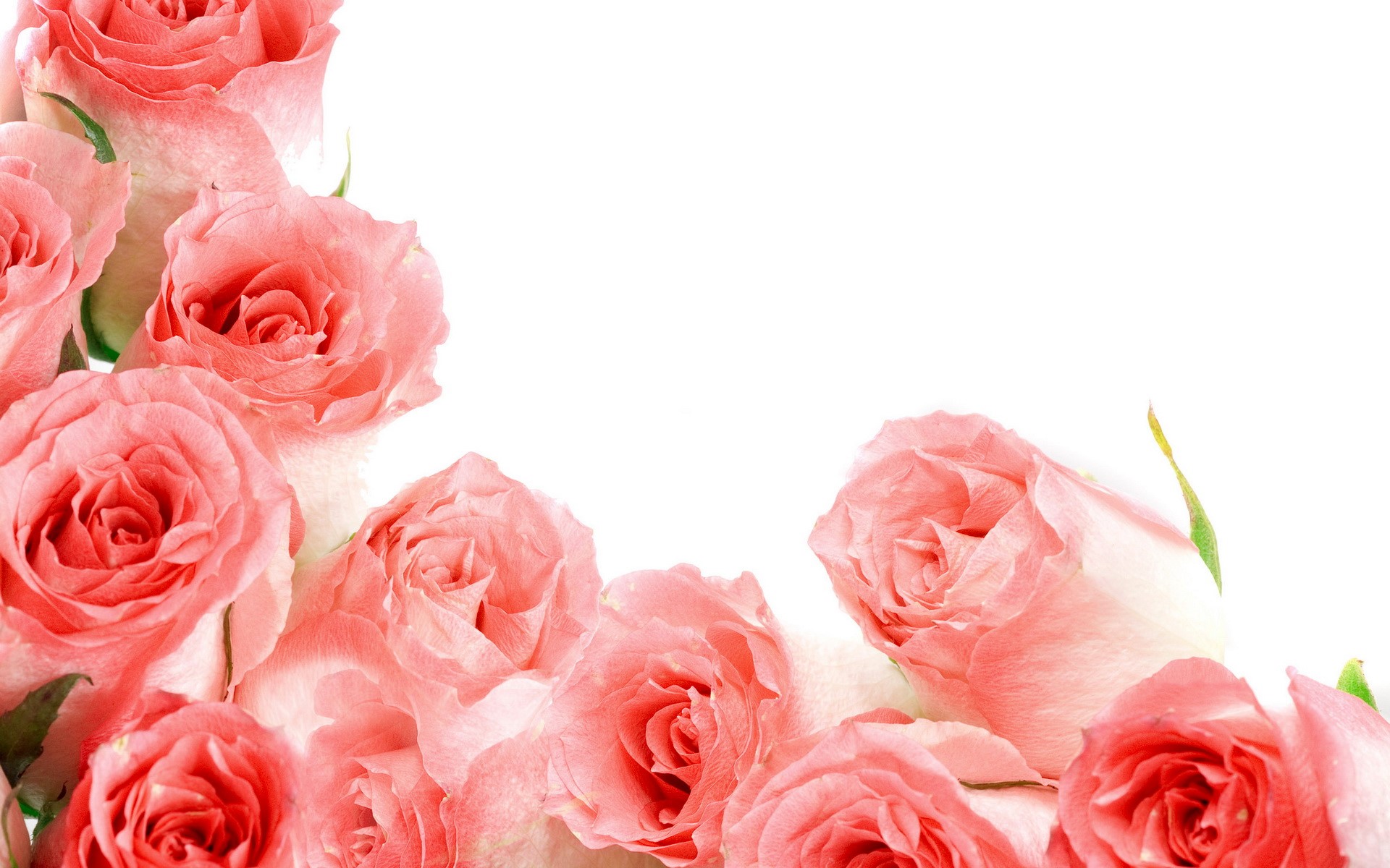 Pink Roses Border HD Wallpaper
