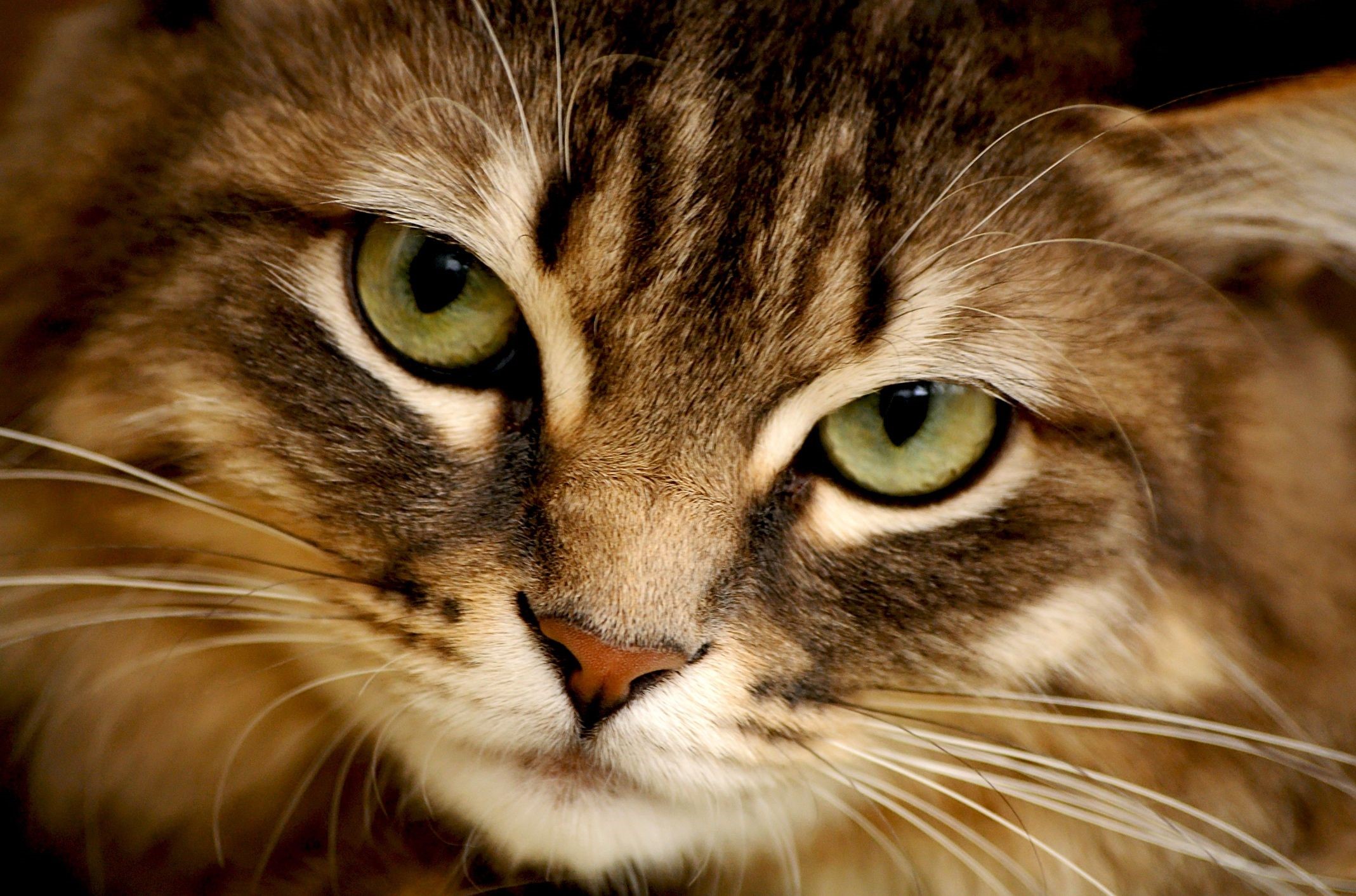Close-up of a tabby cat's face with green eyes HD Wallpaper