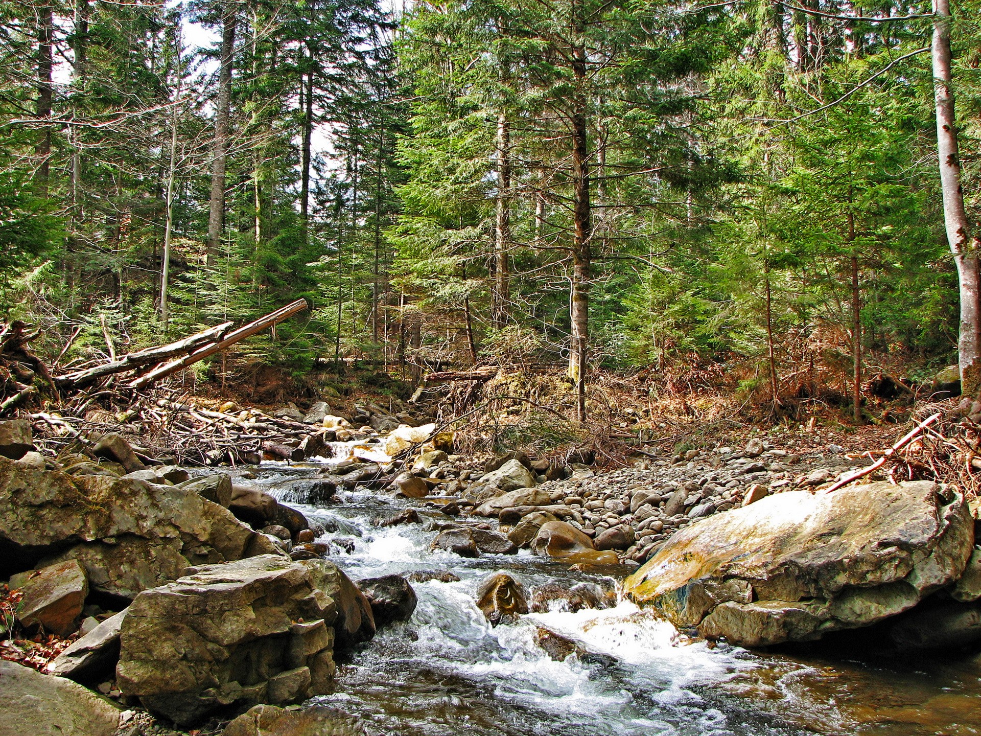 Forest stream with rocks and trees HD Wallpaper