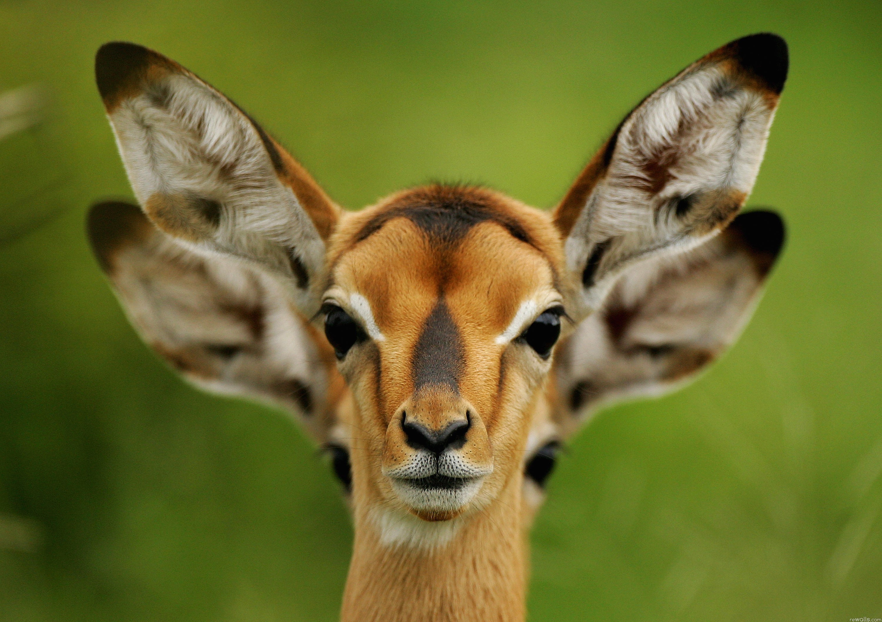Two impalas looking forward HD Wallpaper