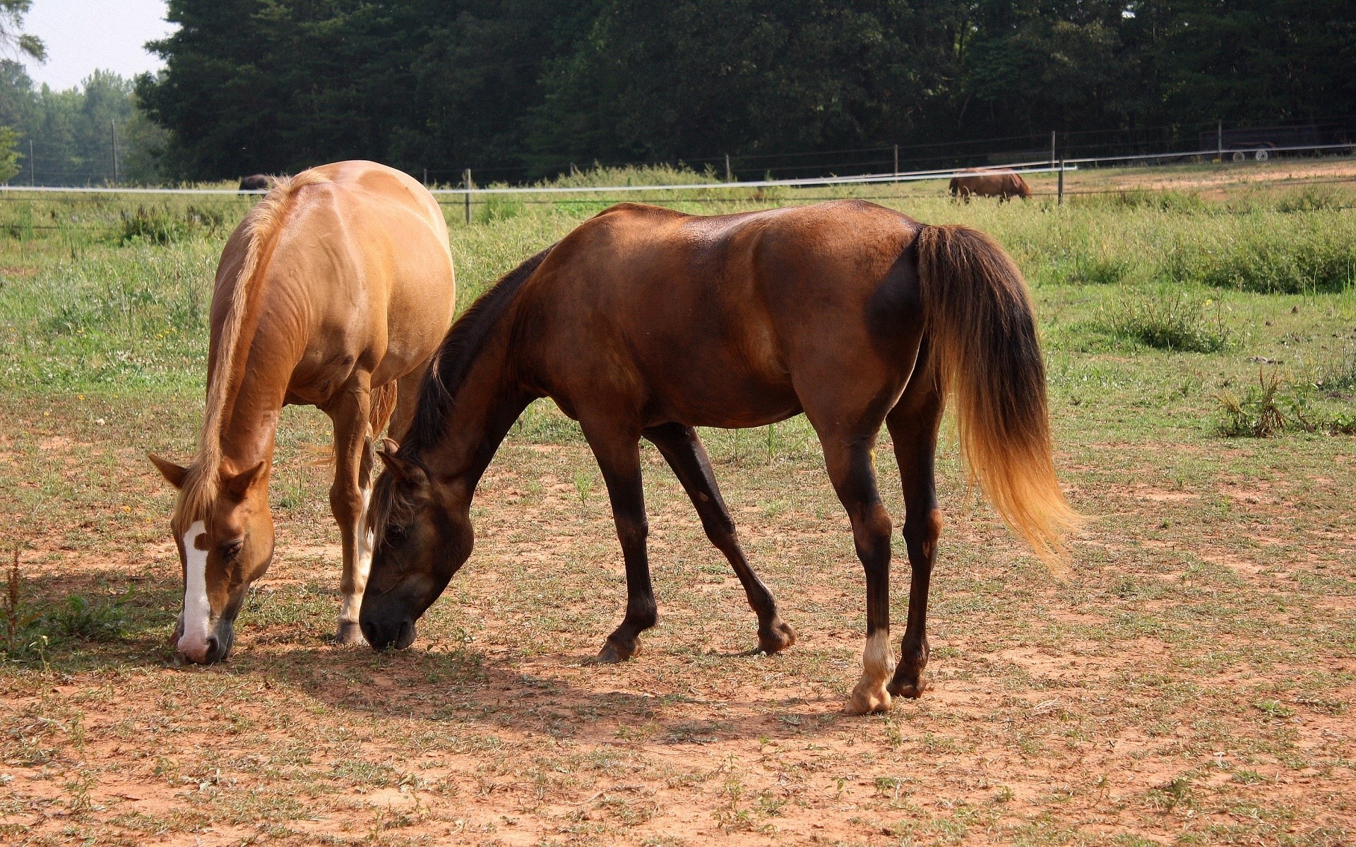 Two horses grazing in a field HD Wallpaper