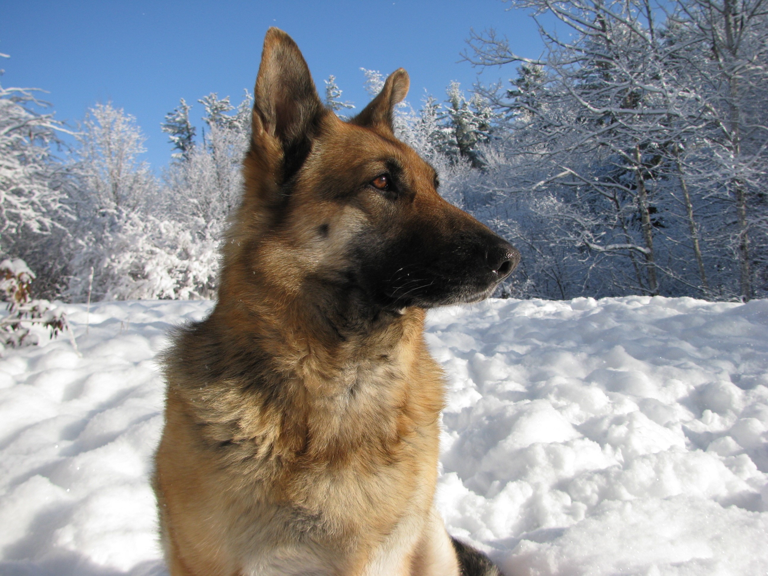 German Shepherd dog in the snow HD Wallpaper